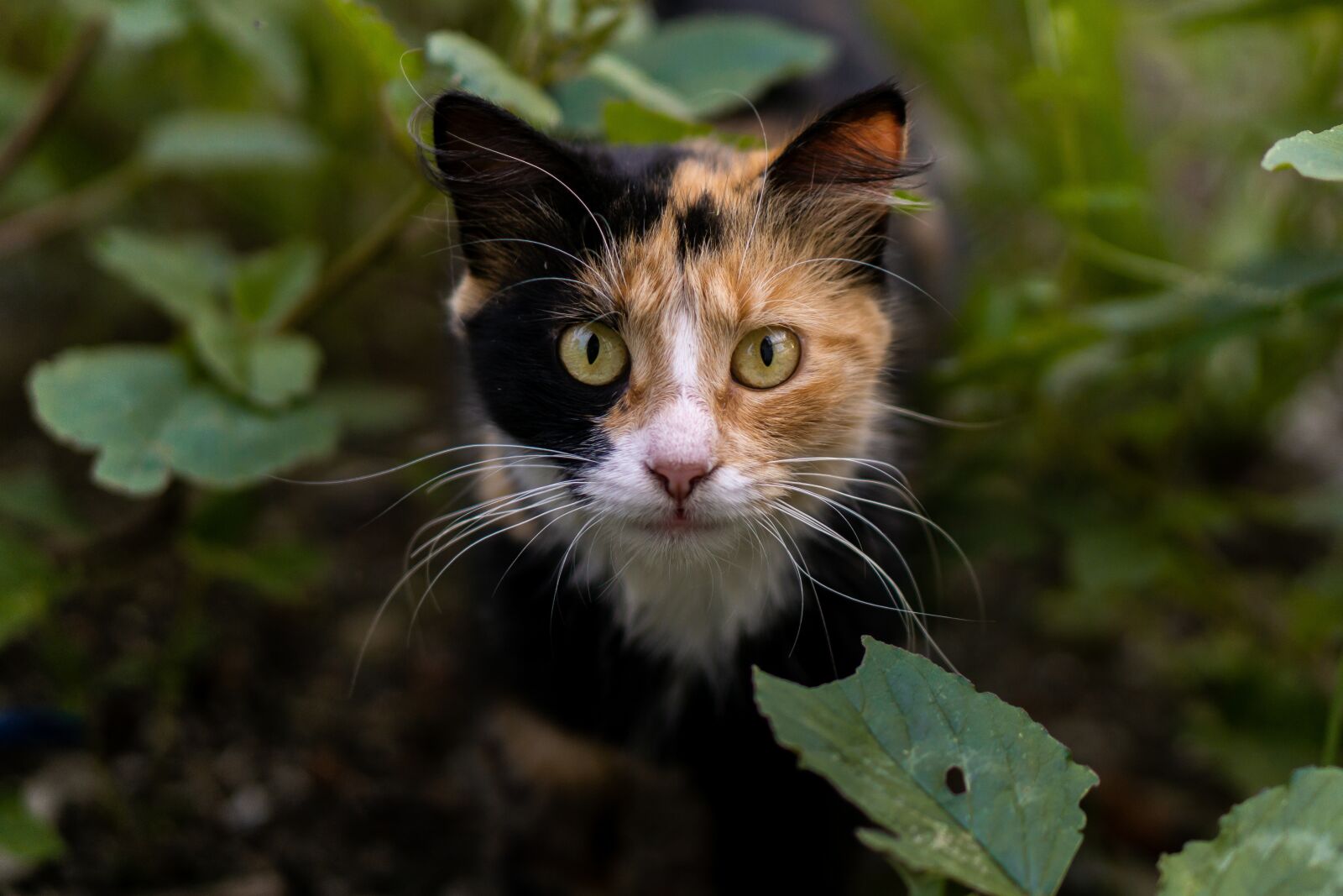 E 50mm F1.8 OSS sample photo. Cat, animal, eyes photography
