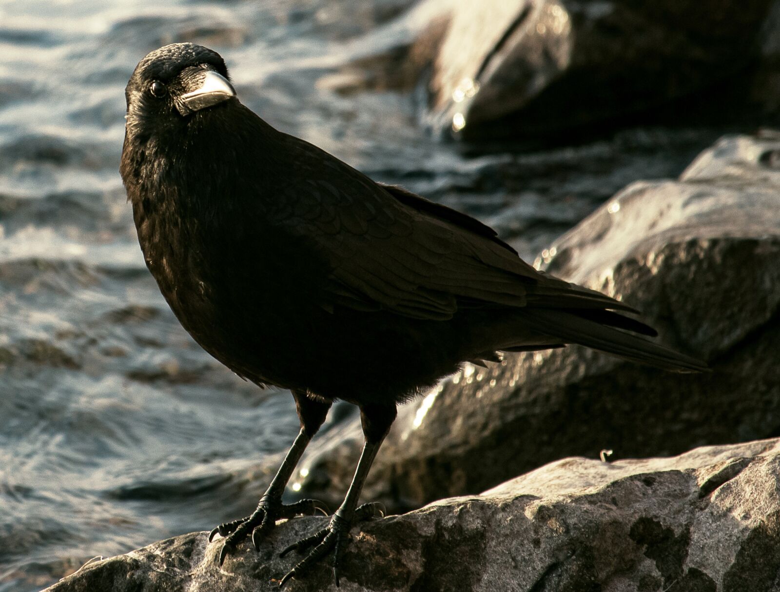 Canon EF-S 55-250mm F4-5.6 IS STM sample photo. Common raven, raven, crow photography