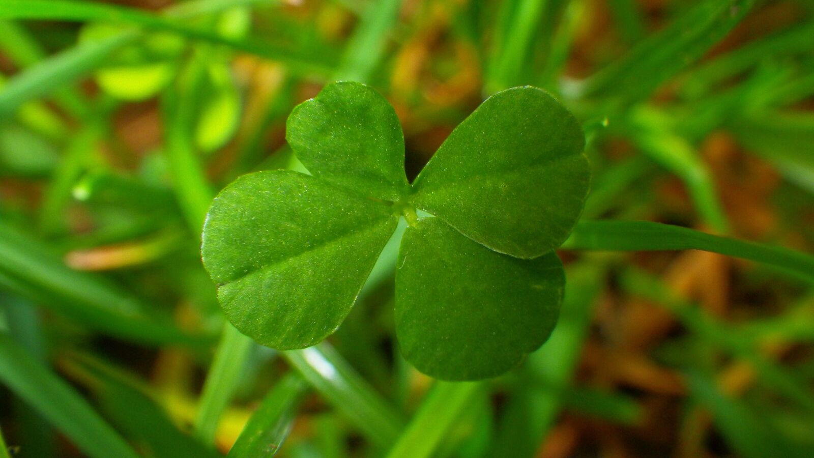 Pentax Optio WG-2 sample photo. Leaf plants, plant, nature photography