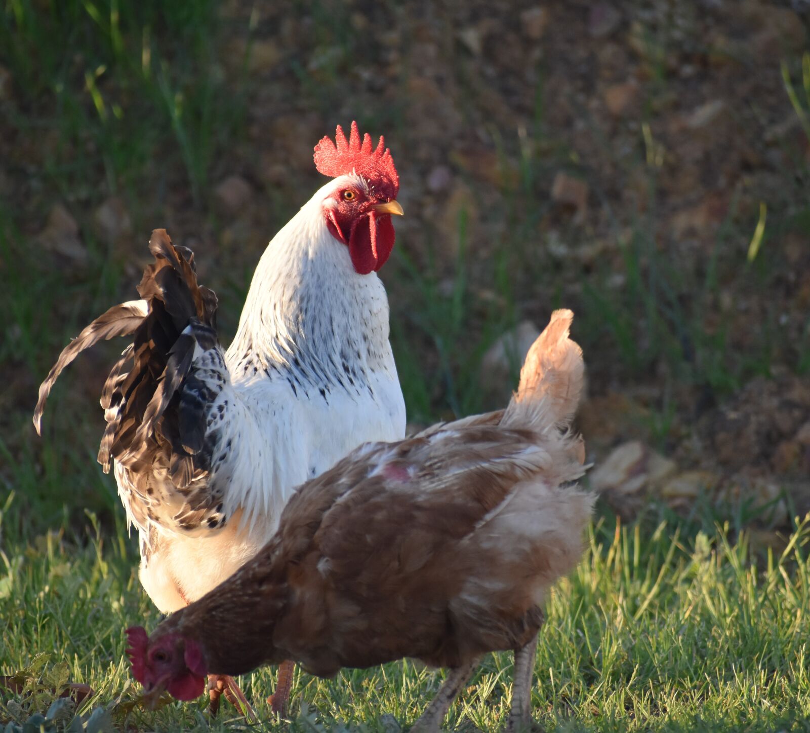 Nikon D5500 sample photo. Poultry, bird, hen photography