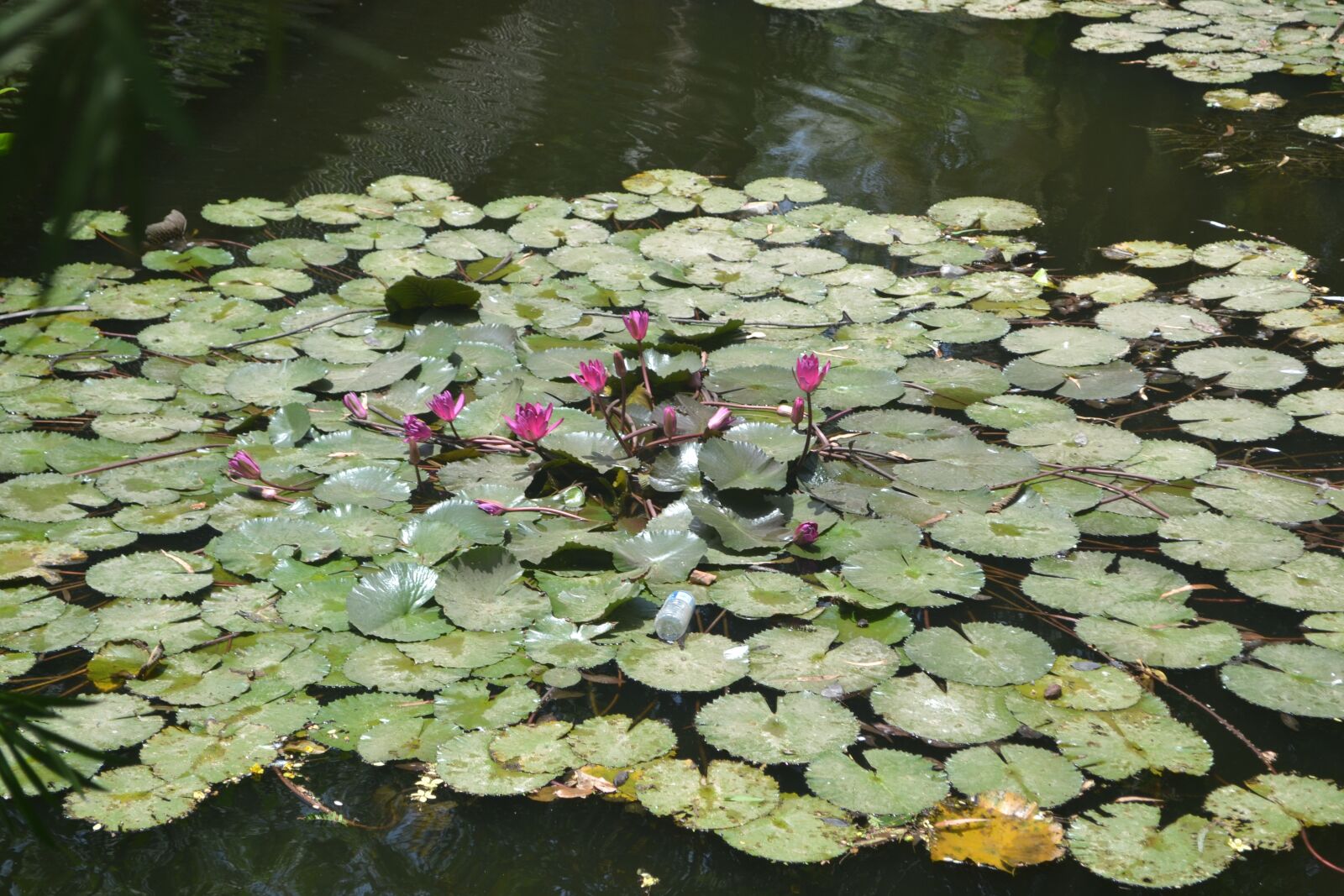 Nikon D3100 sample photo. Natural, lotus, green photography