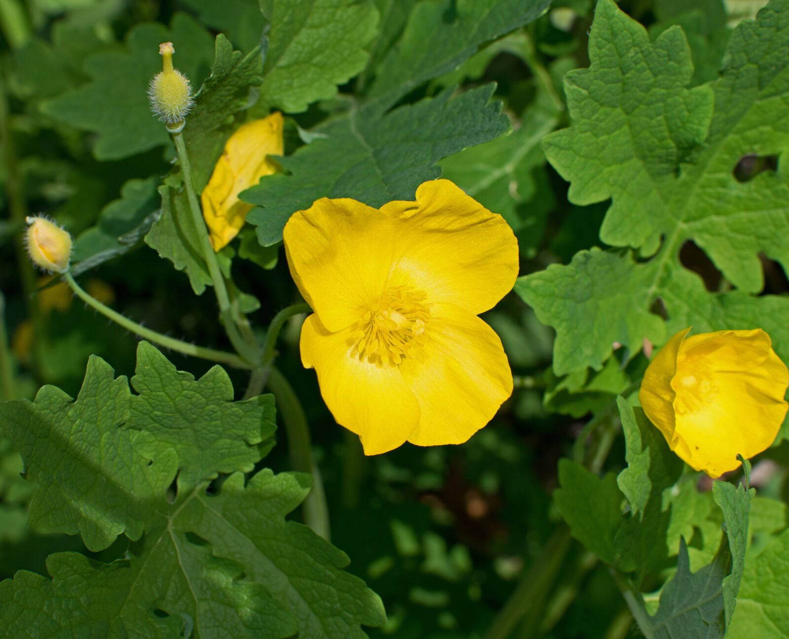 Nikon D3300 sample photo. Wood poppy, celandine, wildflower photography