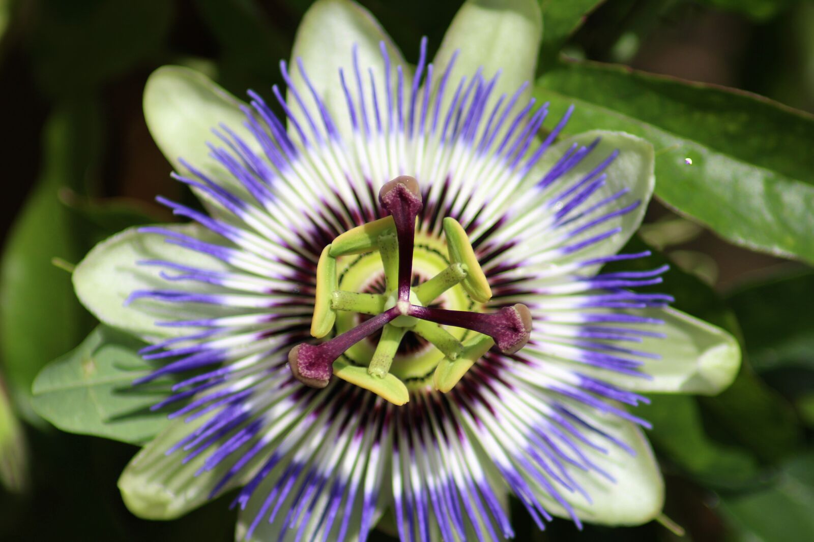 Canon EOS 1200D (EOS Rebel T5 / EOS Kiss X70 / EOS Hi) sample photo. Passiflora, passion flower, bloom photography
