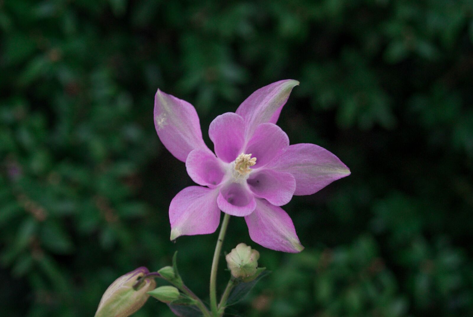 Sony Alpha DSLR-A230 sample photo. Flower, pink, spring photography