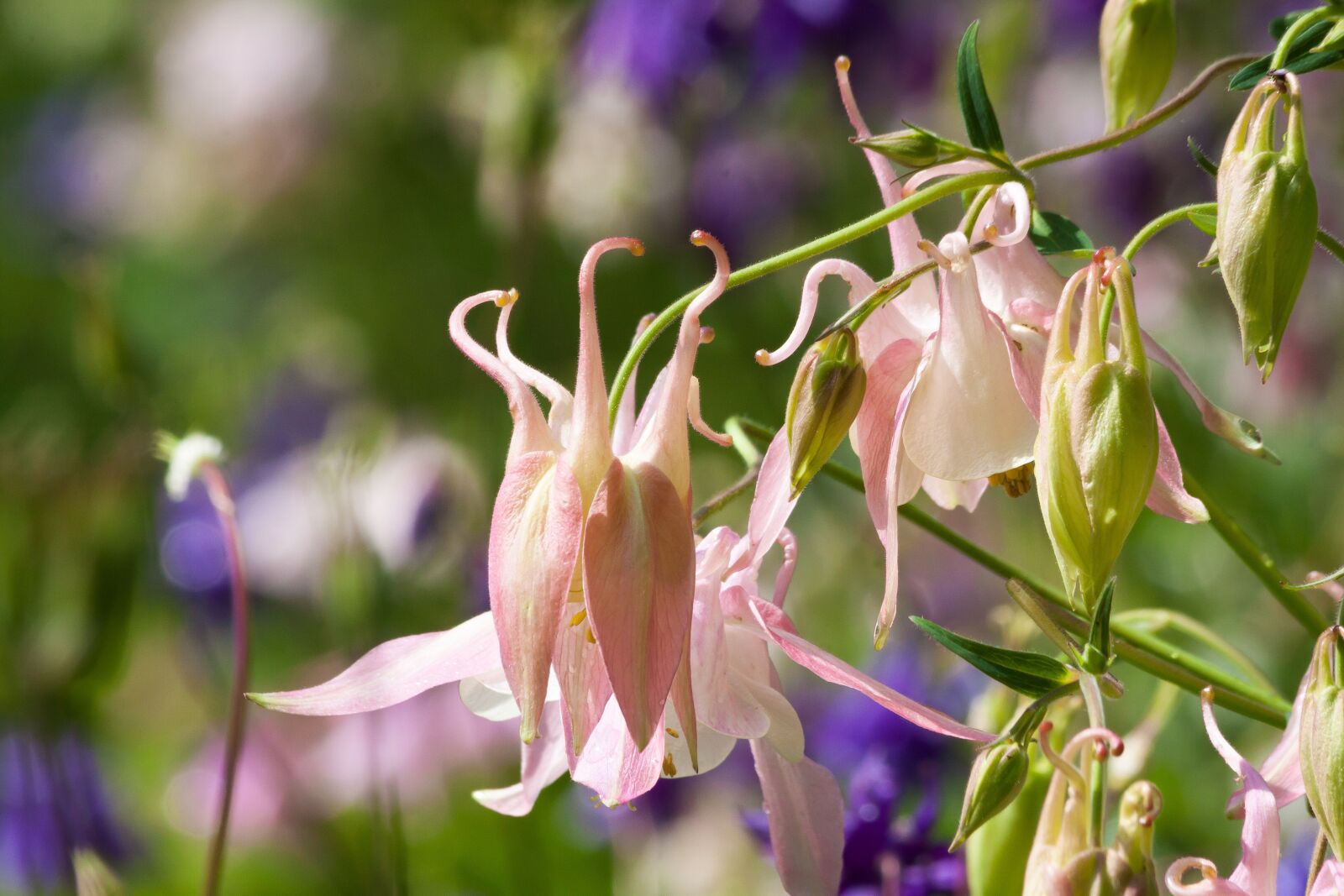 Canon EOS 50D sample photo. Columbine, flower, blossom photography