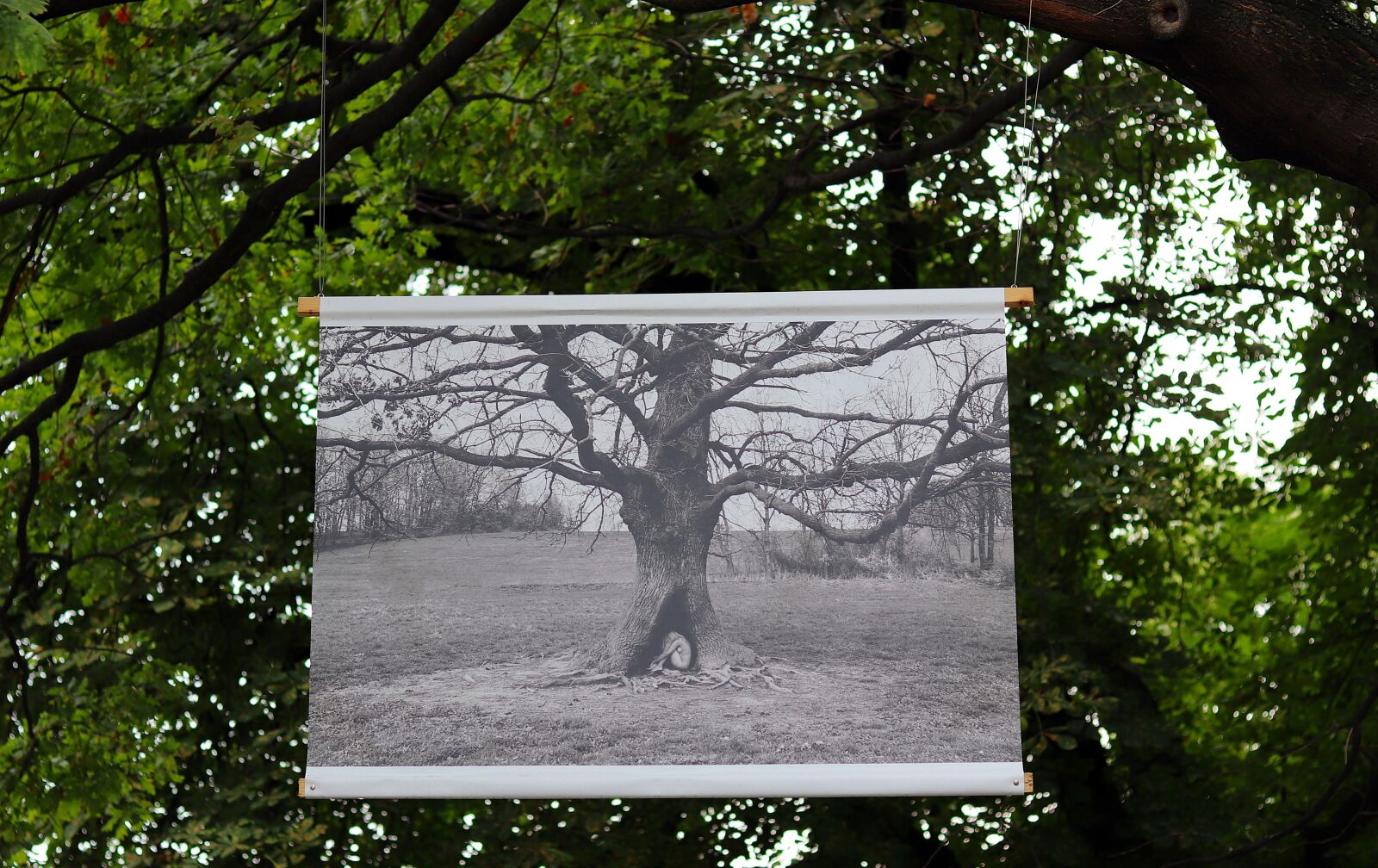 Canon EOS 77D (EOS 9000D / EOS 770D) + Canon EF 50mm F1.8 STM sample photo. Tree, park, show photography