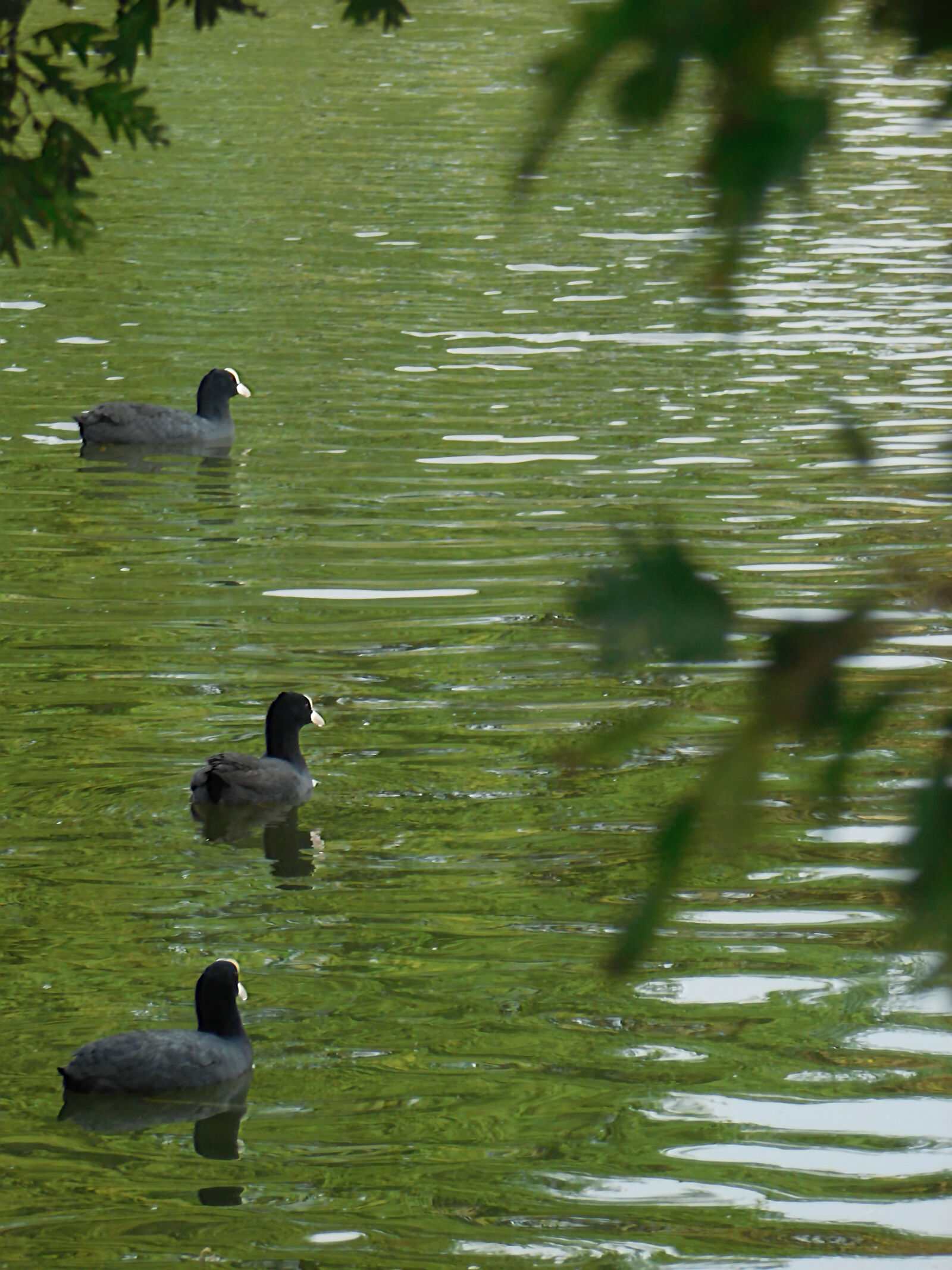 Nikon Coolpix L840 sample photo. Bath, ducks, birds, ducks photography