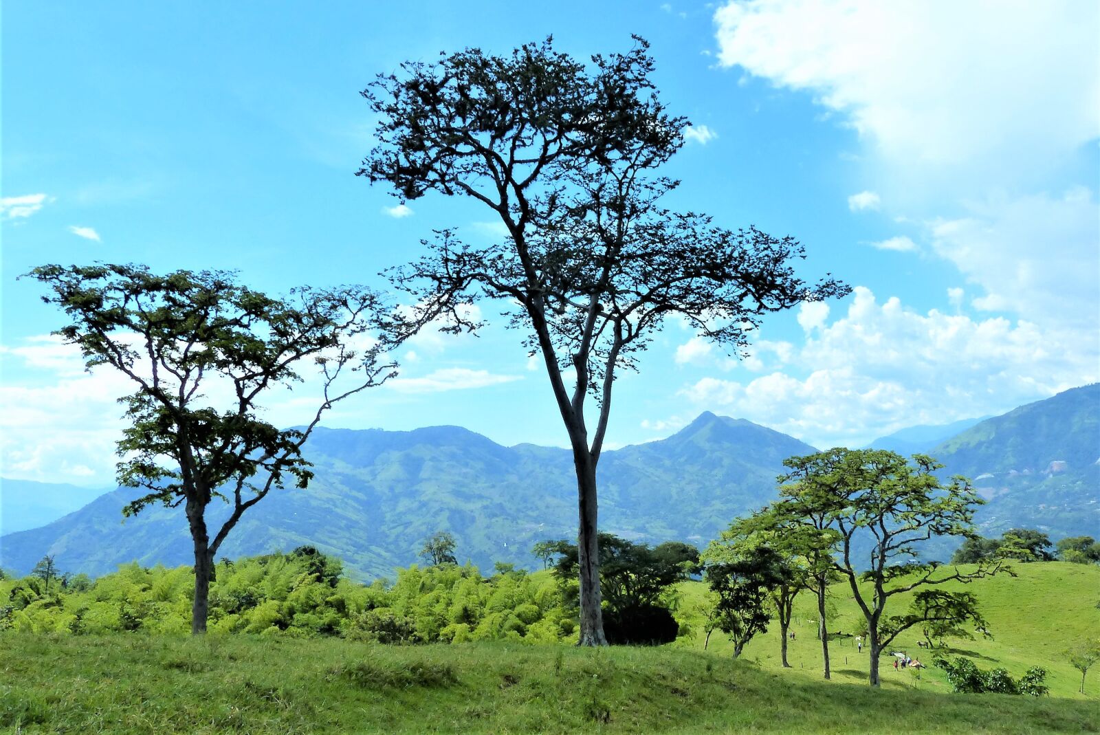 Panasonic Lumix DMC-FZ200 sample photo. Trees, nature, landscape photography