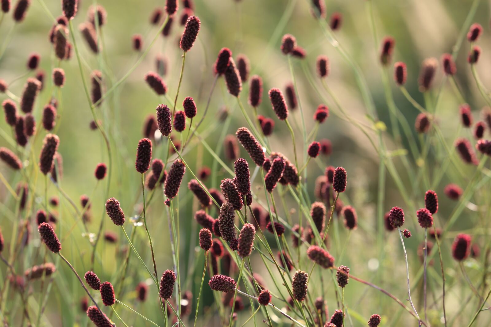 Canon EF 70-300 F4-5.6 IS II USM sample photo. Great burnet, sanguisorba officinalis photography