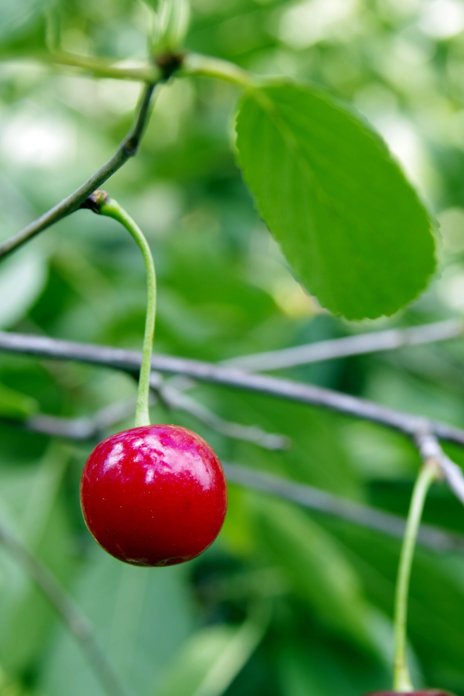 Pentax K-S2 sample photo. Cherries, cherry, fruit photography
