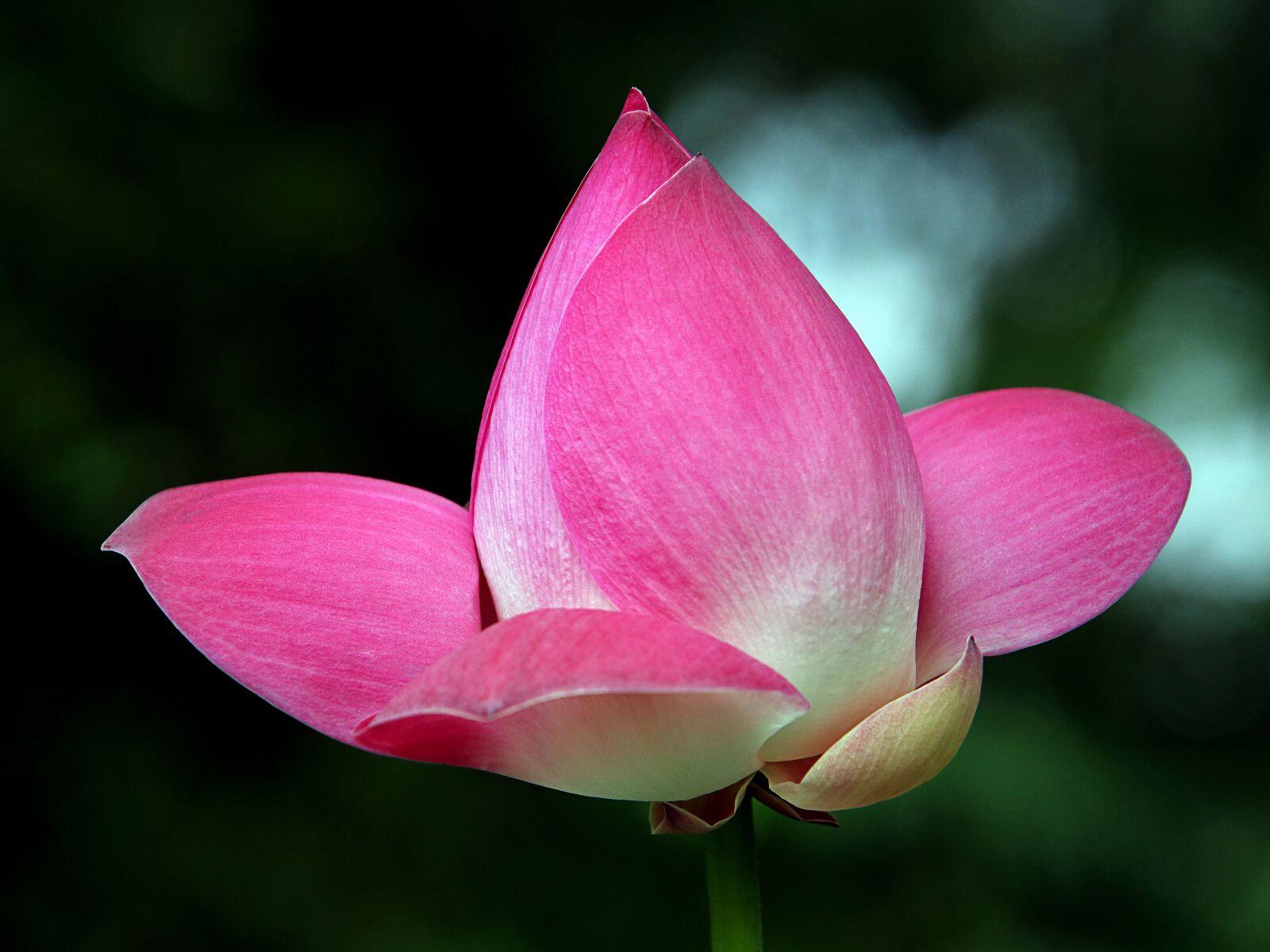 Canon EOS 80D sample photo. Lotus flowers, petals, flower photography