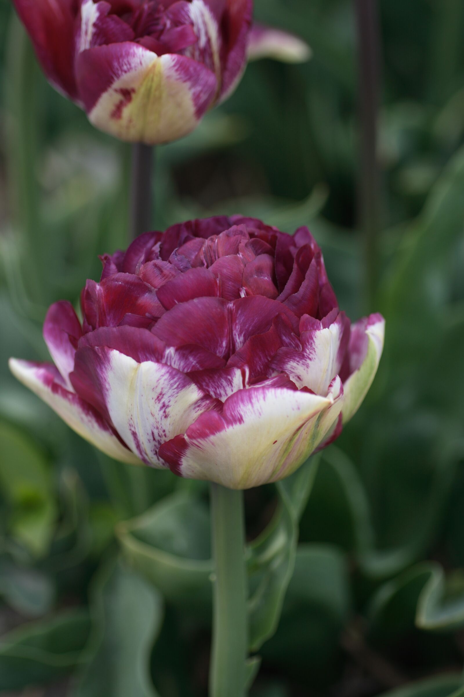Canon EOS 400D (EOS Digital Rebel XTi / EOS Kiss Digital X) sample photo. Tulip, purple, double photography