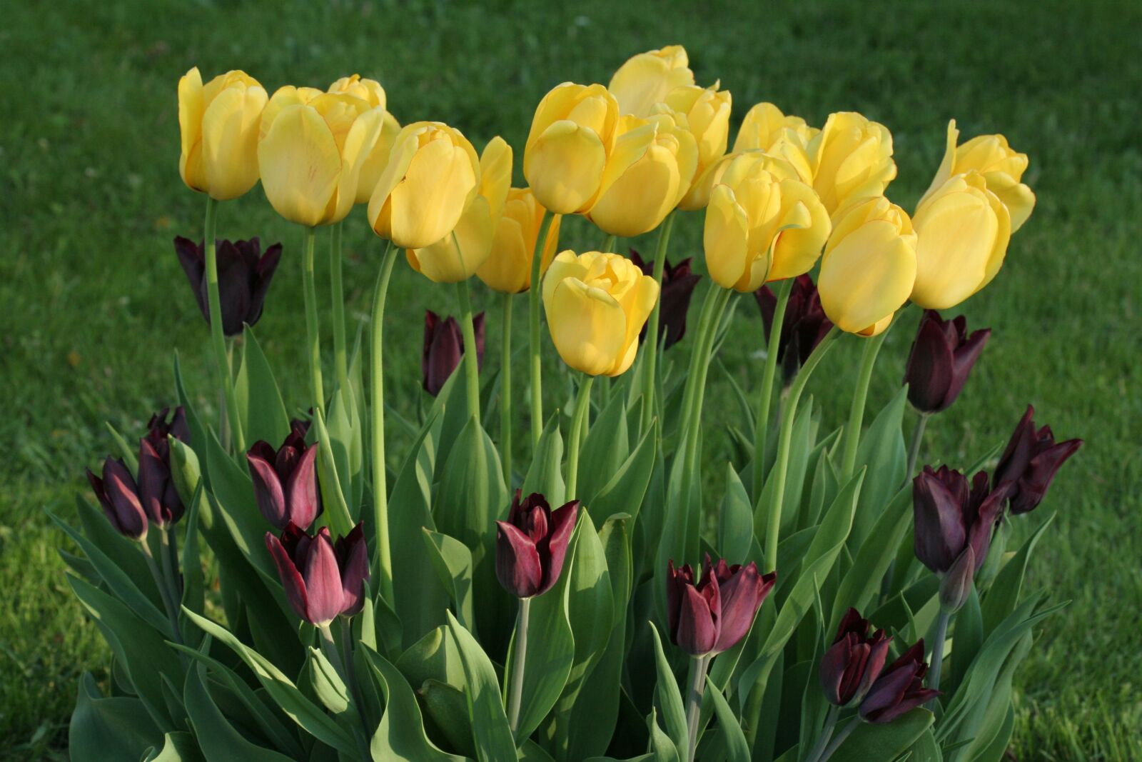 Canon EOS 350D (EOS Digital Rebel XT / EOS Kiss Digital N) sample photo. Tulips, flowers, yellow photography