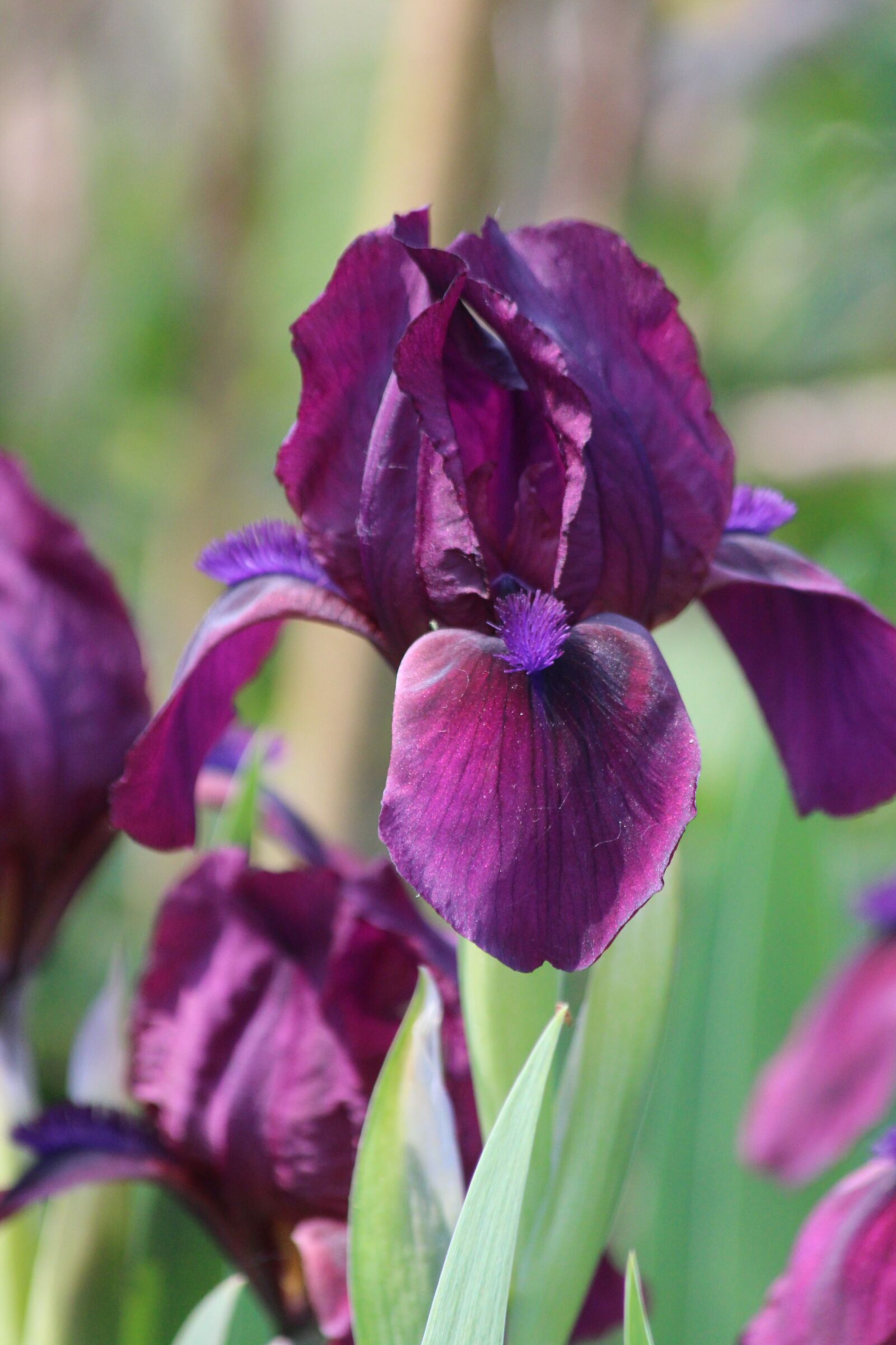 Canon EOS 650D (EOS Rebel T4i / EOS Kiss X6i) sample photo. Iris, nature, flower photography