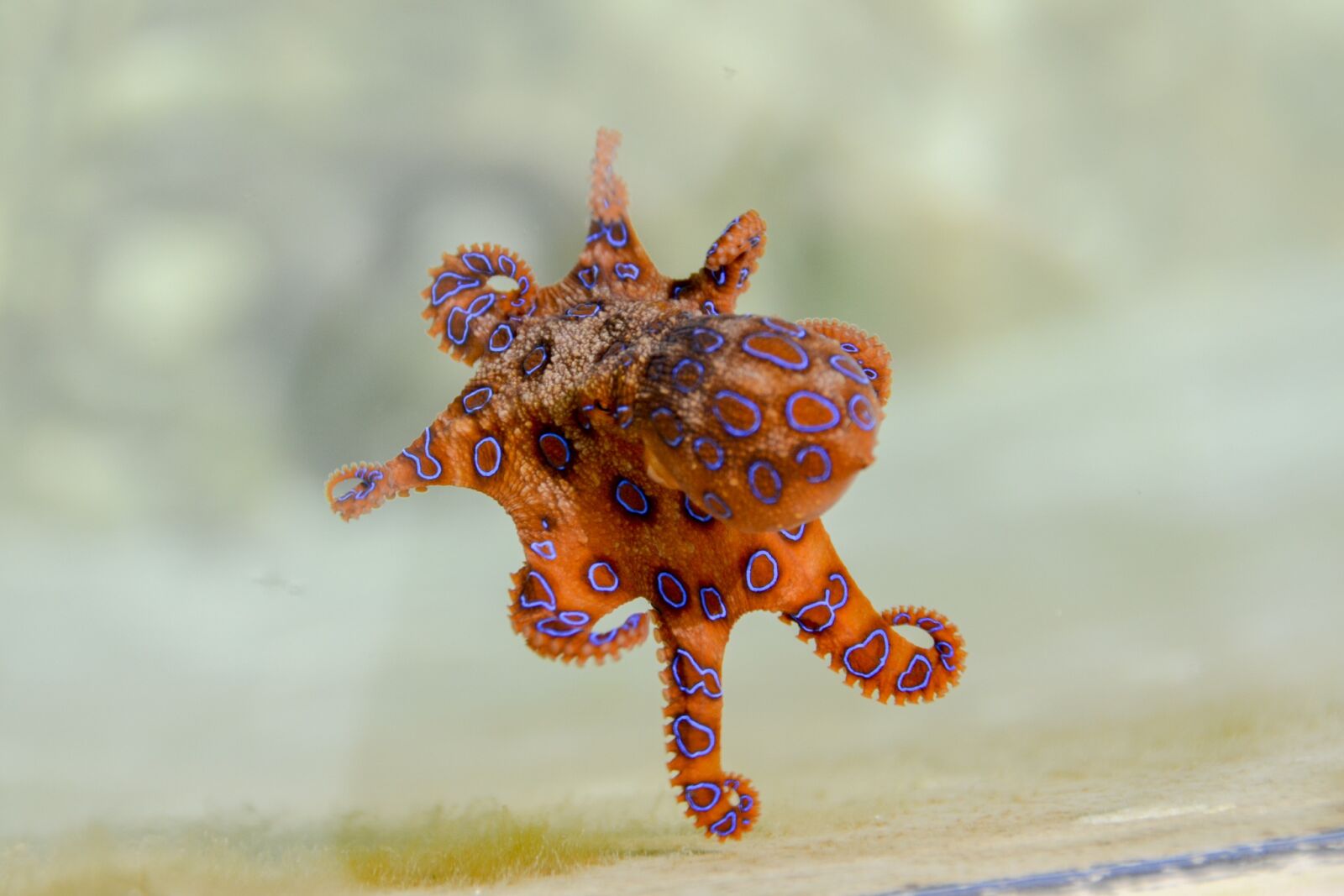 Nikon D5100 sample photo. Blue ringed octopus, octopus photography