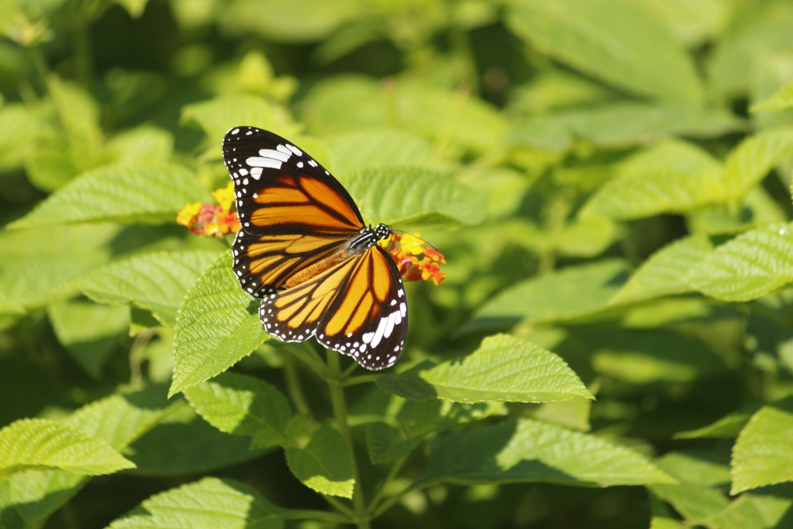Canon EOS 700D (EOS Rebel T5i / EOS Kiss X7i) sample photo. Nature, butterfly, summer photography