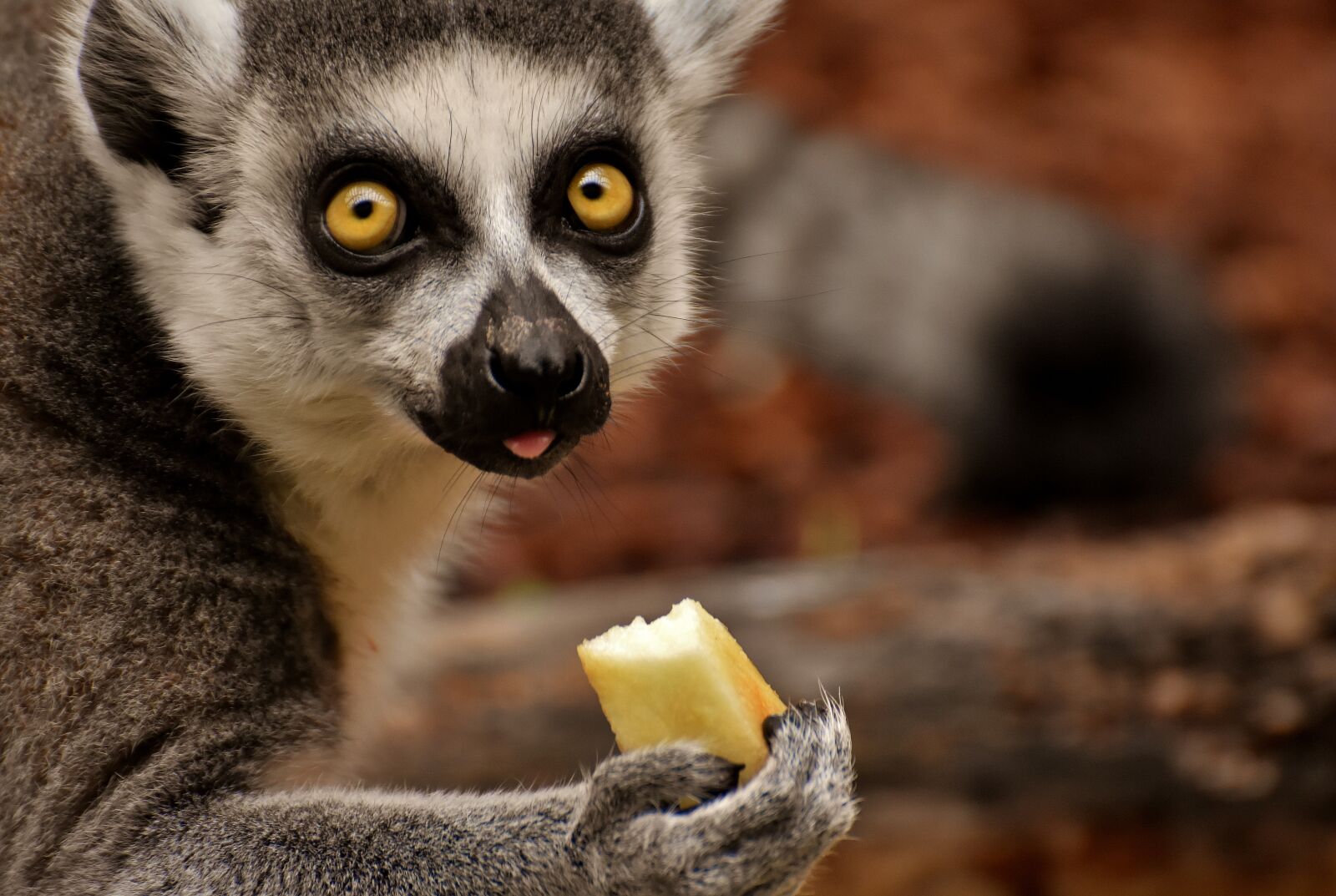 Nikon D7200 sample photo. Monkey, lemur, cute photography