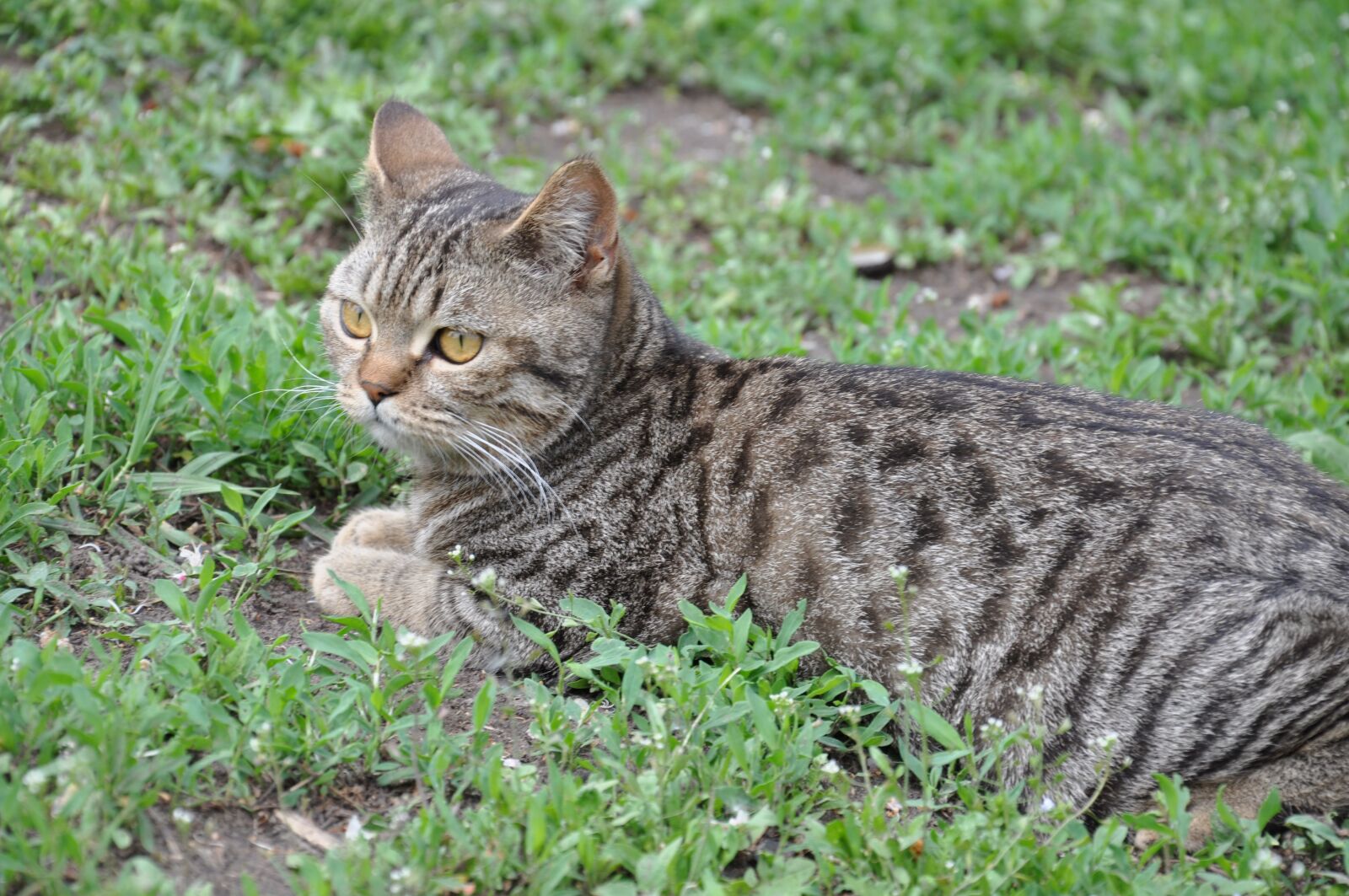 Nikon D90 sample photo. Cat, a cat lying photography