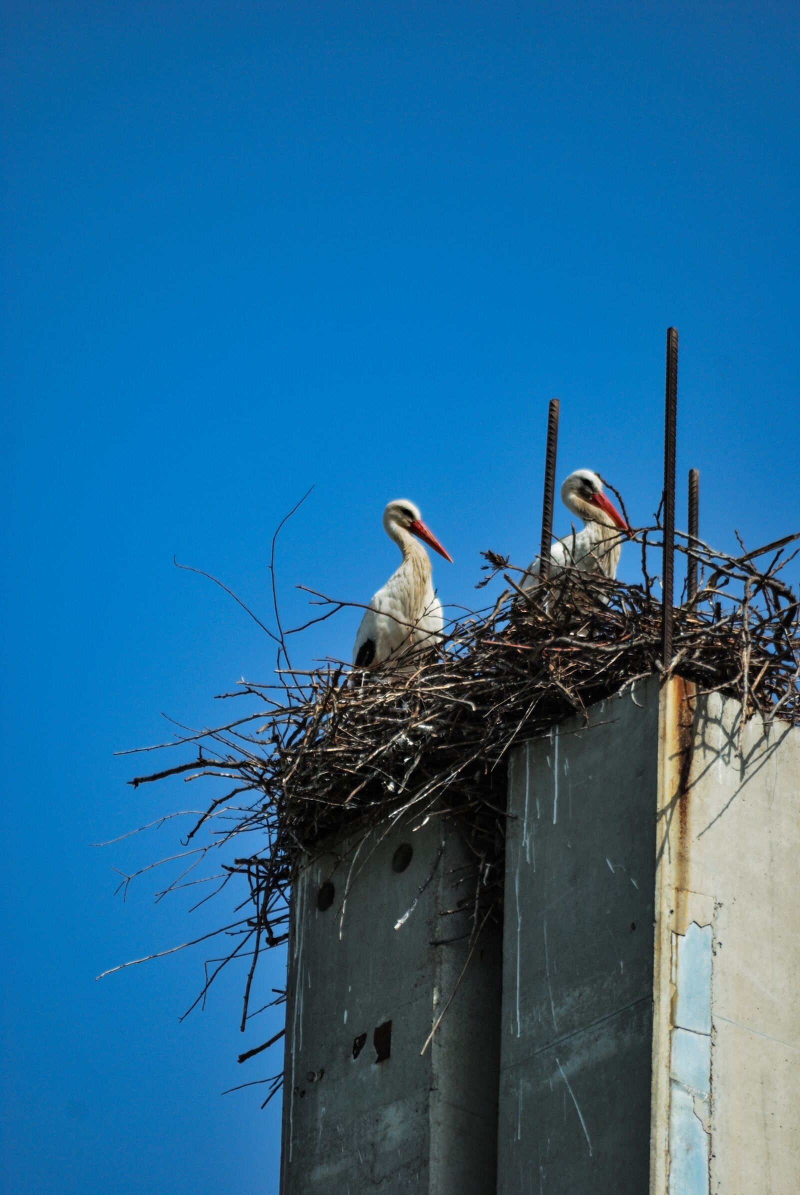 Nikon D60 sample photo. Stork, bird, animal photography