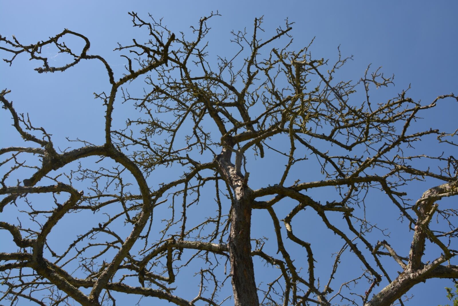 Nikon D5200 sample photo. Tree, death, nature photography