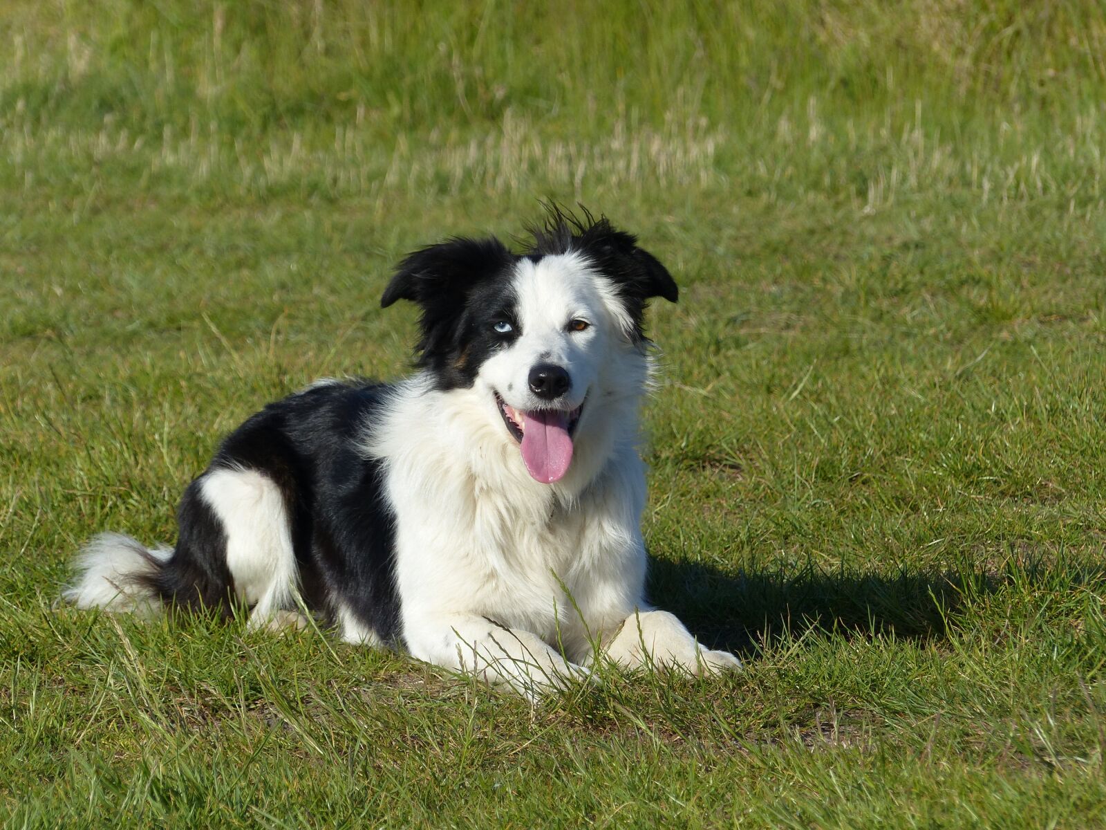 Panasonic Lumix DMC-FZ200 sample photo. Dog, border collie, border-collie photography