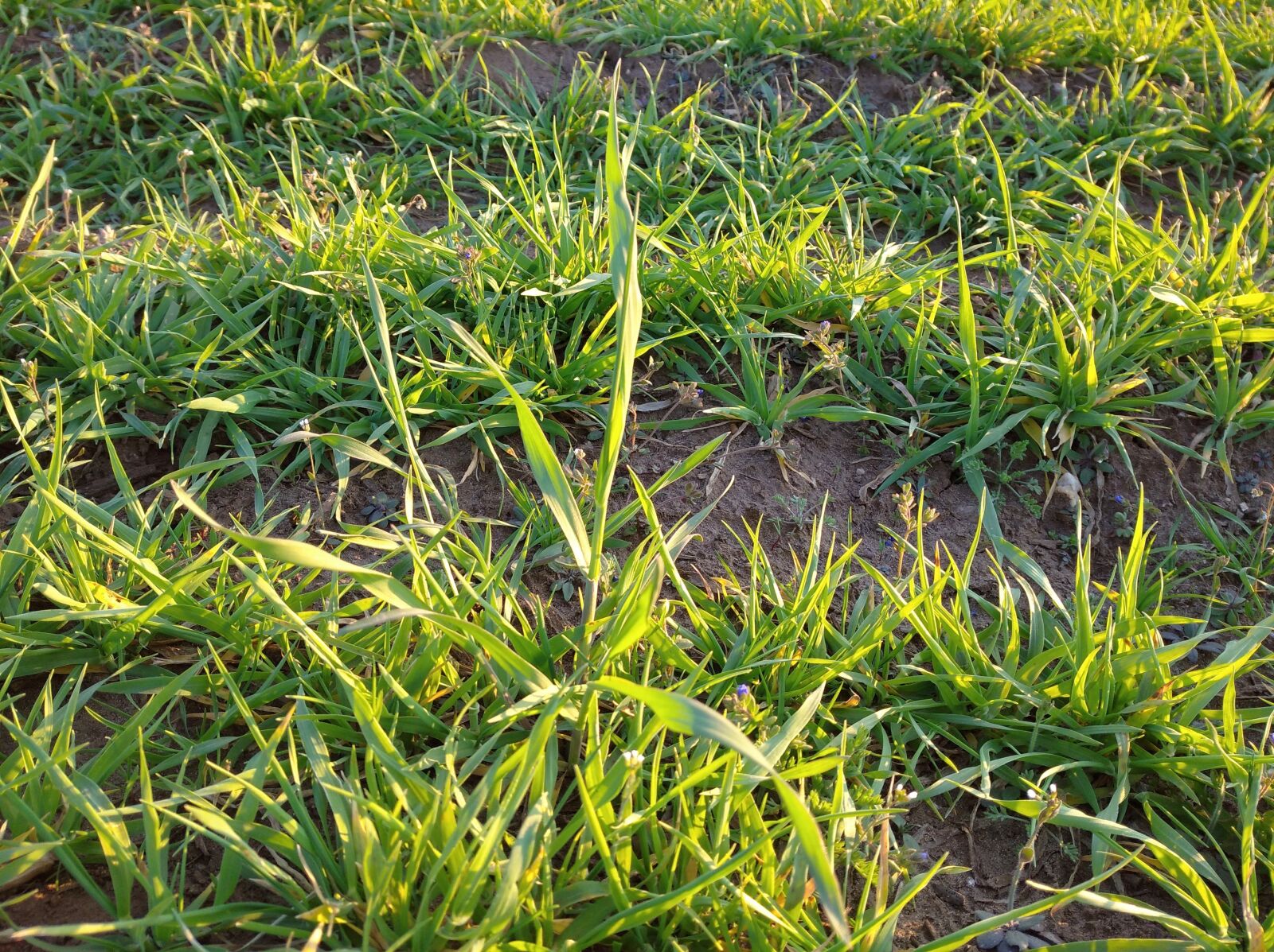 Xiaomi Redmi 8 sample photo. Grass, green, wheat photography