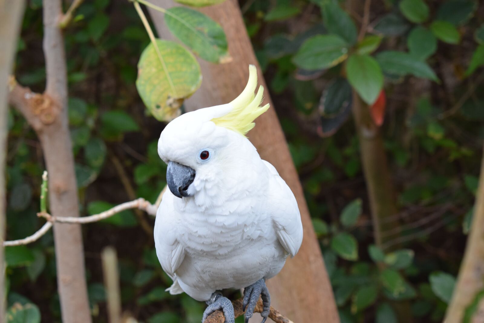 Nikon D5300 sample photo. Parrot, white, bird photography