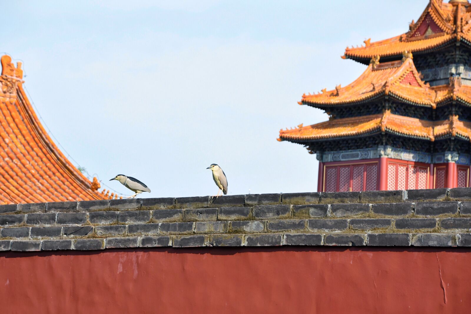 Nikon D7200 sample photo. Wall, bird, background photography