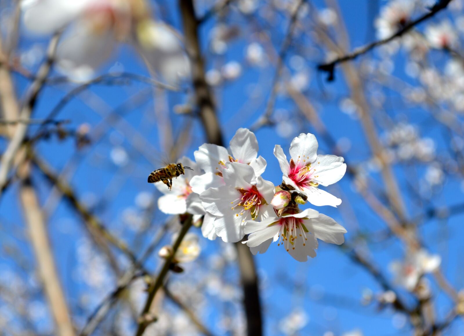 Nikon D3200 sample photo. Modesto, central valley, almond photography