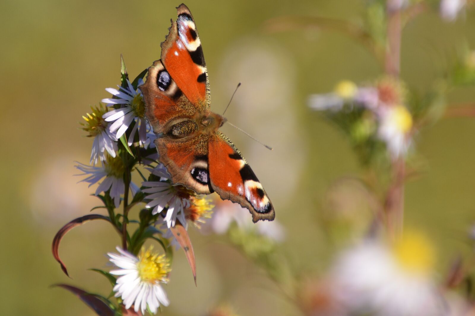 Nikon D7100 sample photo. Butterfly, peacock day, fall photography