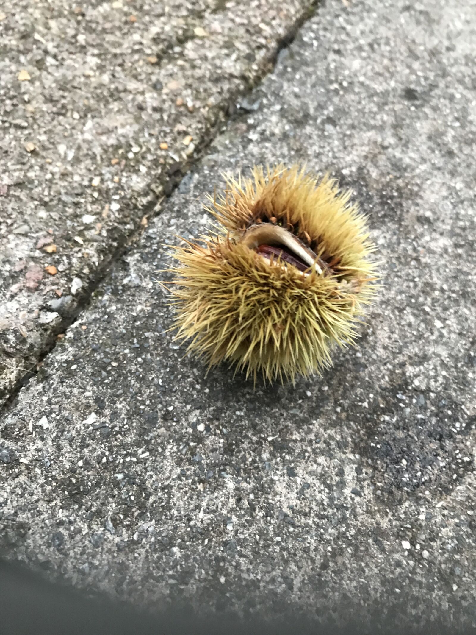 iPhone 7 back camera 3.99mm f/1.8 sample photo. Chestnut, conker, gardening, horse photography