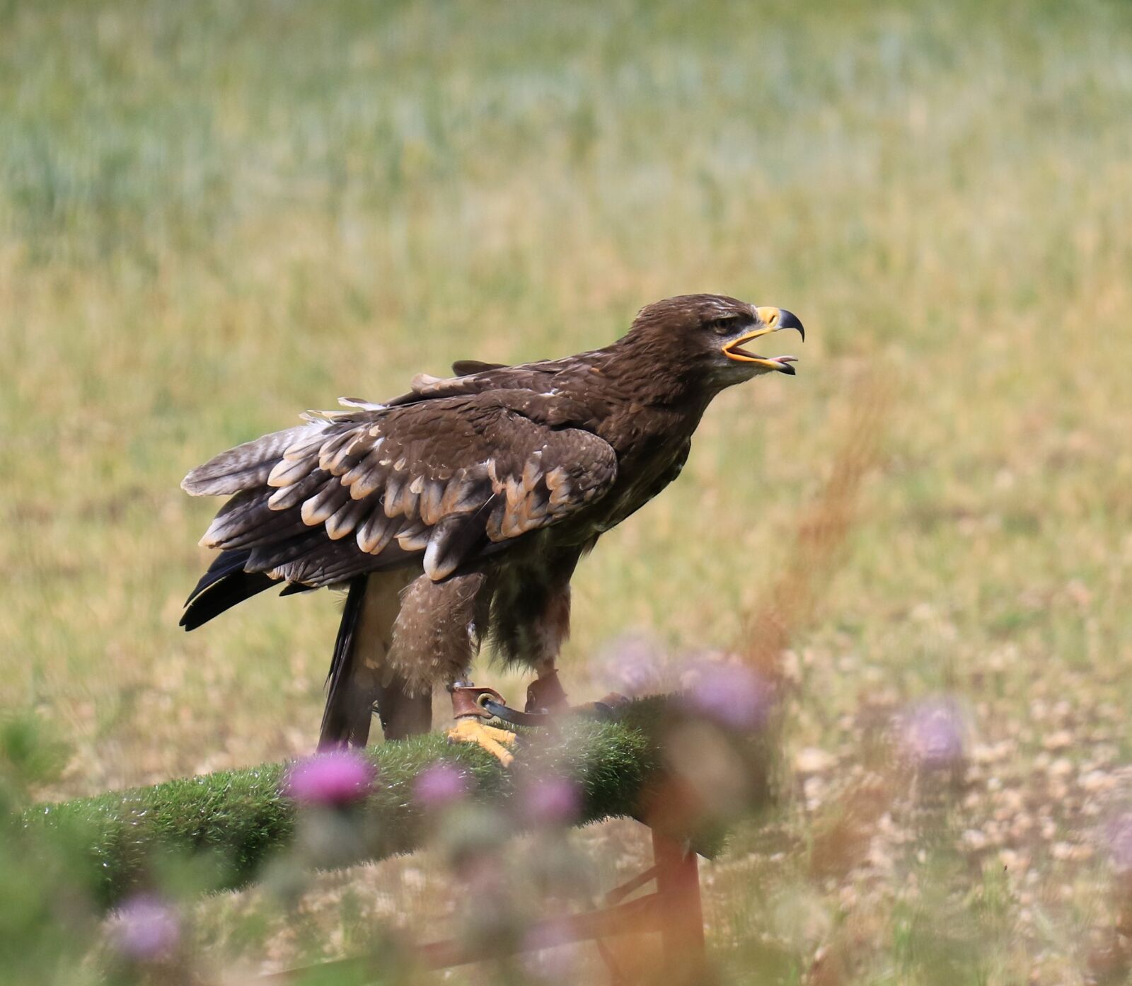 Canon EOS 7D Mark II sample photo. Steppe eagle, eagle, steppe photography