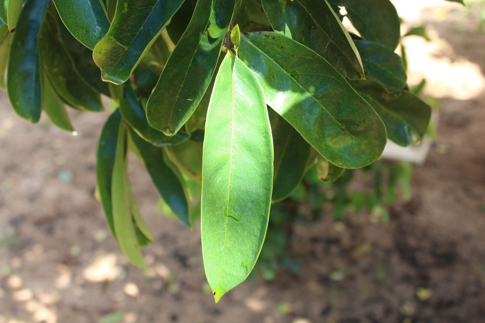 Canon EOS 1300D (EOS Rebel T6 / EOS Kiss X80) sample photo. Green, plant, sunlight photography