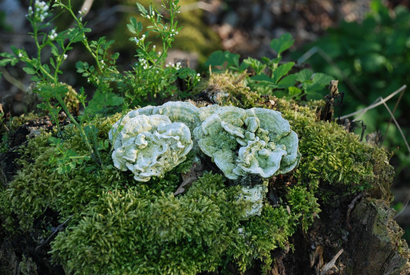Nikon D80 sample photo. Plant, moss photography