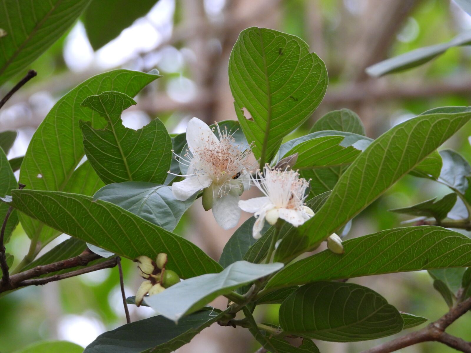 Nikon Coolpix P1000 sample photo. Guava, flowers flowers, flowers photography