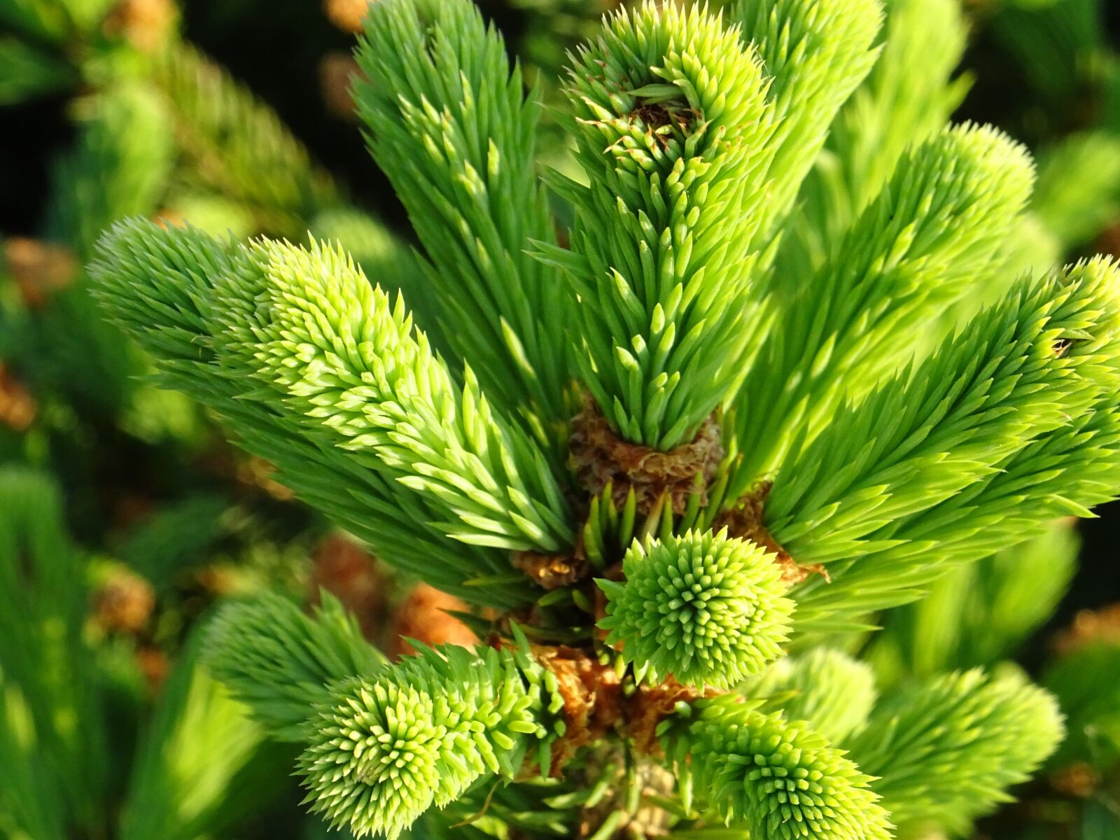 Sony DSC-HX60 sample photo. Nature, plant, green photography