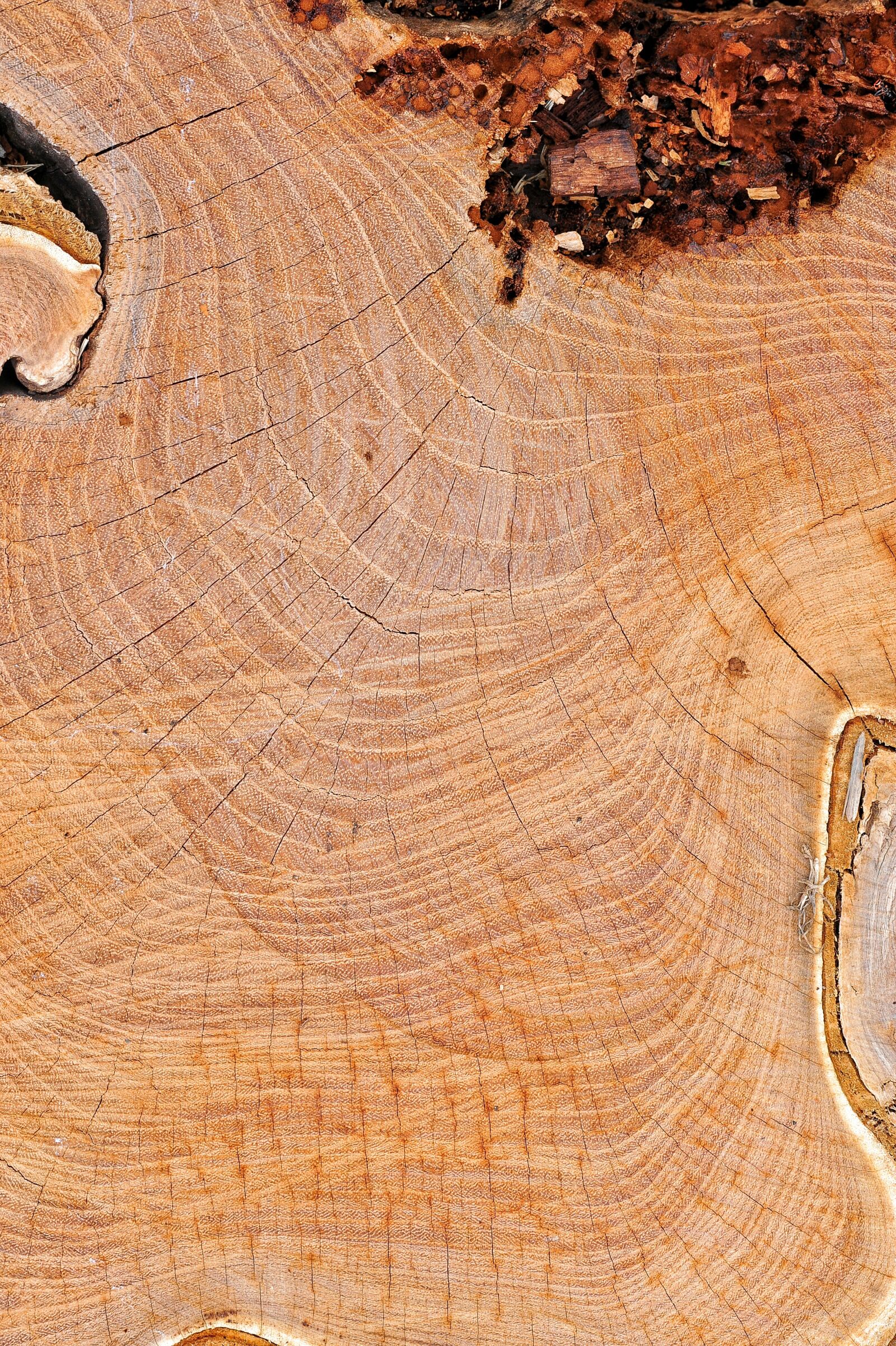 Nikon D700 sample photo. Wood, texture, node photography