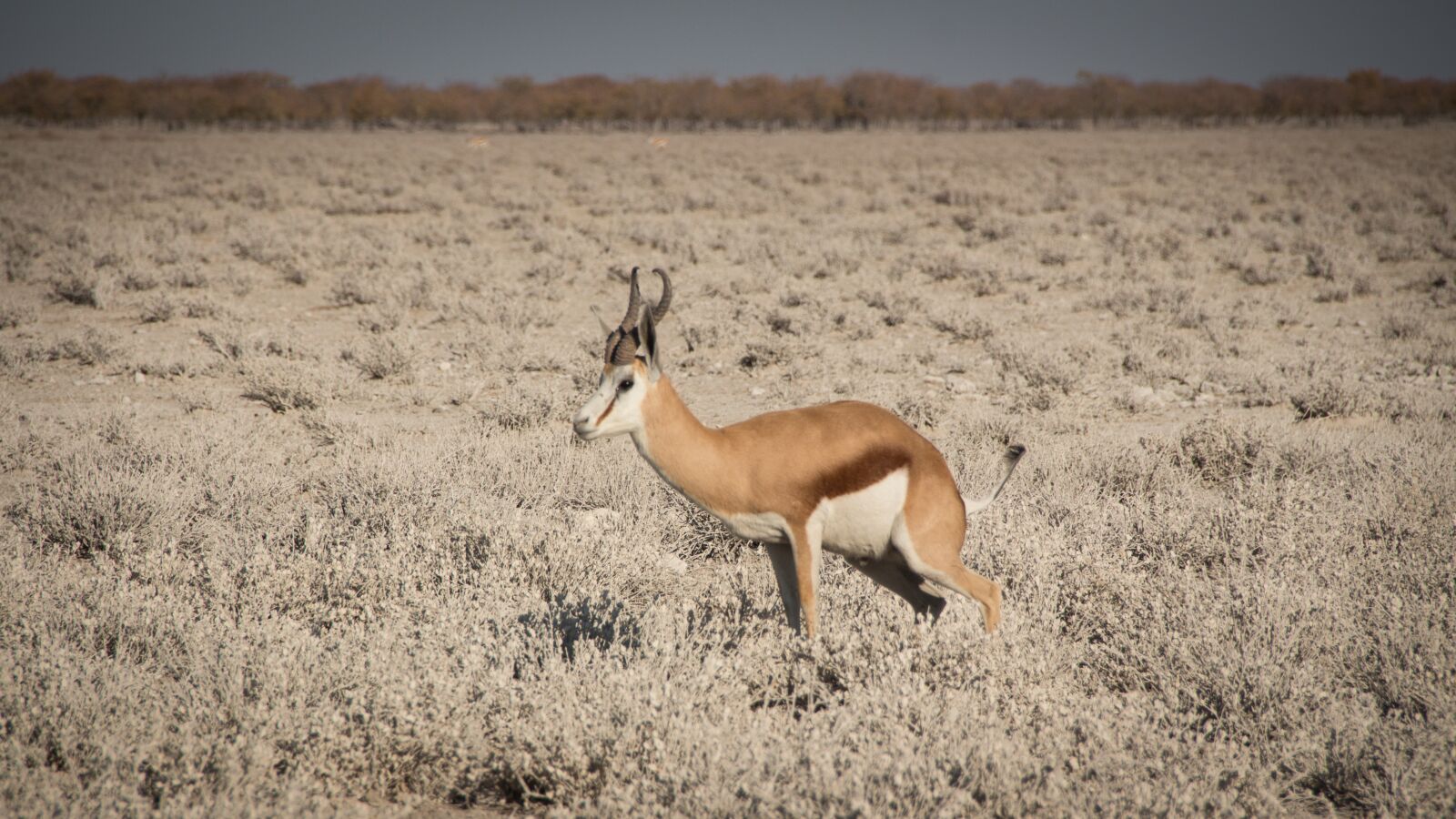 Canon EOS 650D (EOS Rebel T4i / EOS Kiss X6i) sample photo. Namibia, wildlife, africa photography
