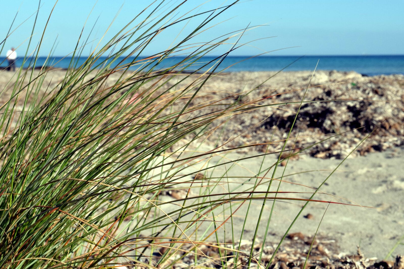 Nikon D3300 sample photo. Grass, nature, water, beach photography