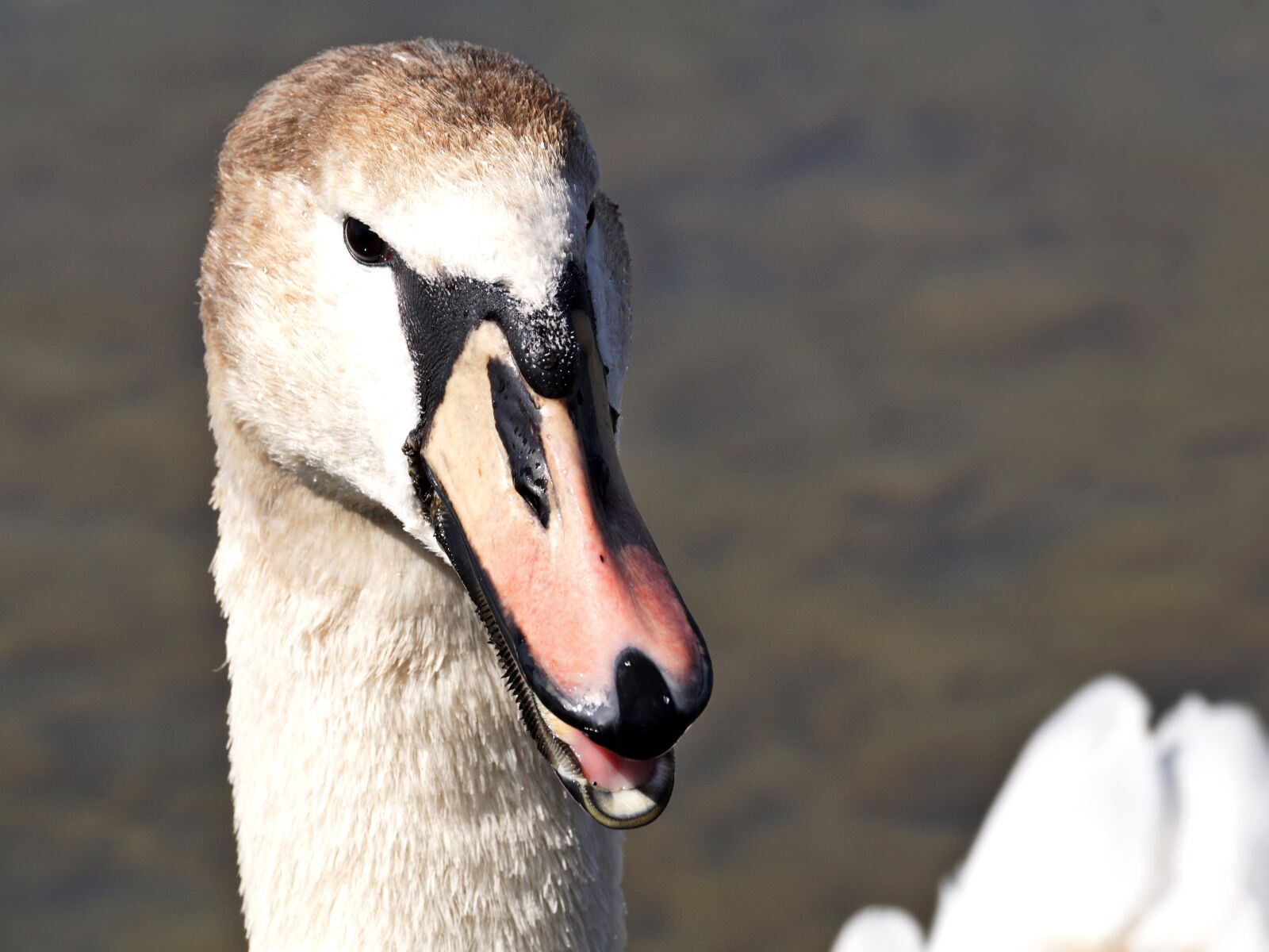 Sony DT 55-300mm F4.5-5.6 SAM sample photo. Swan, young animal, bird photography