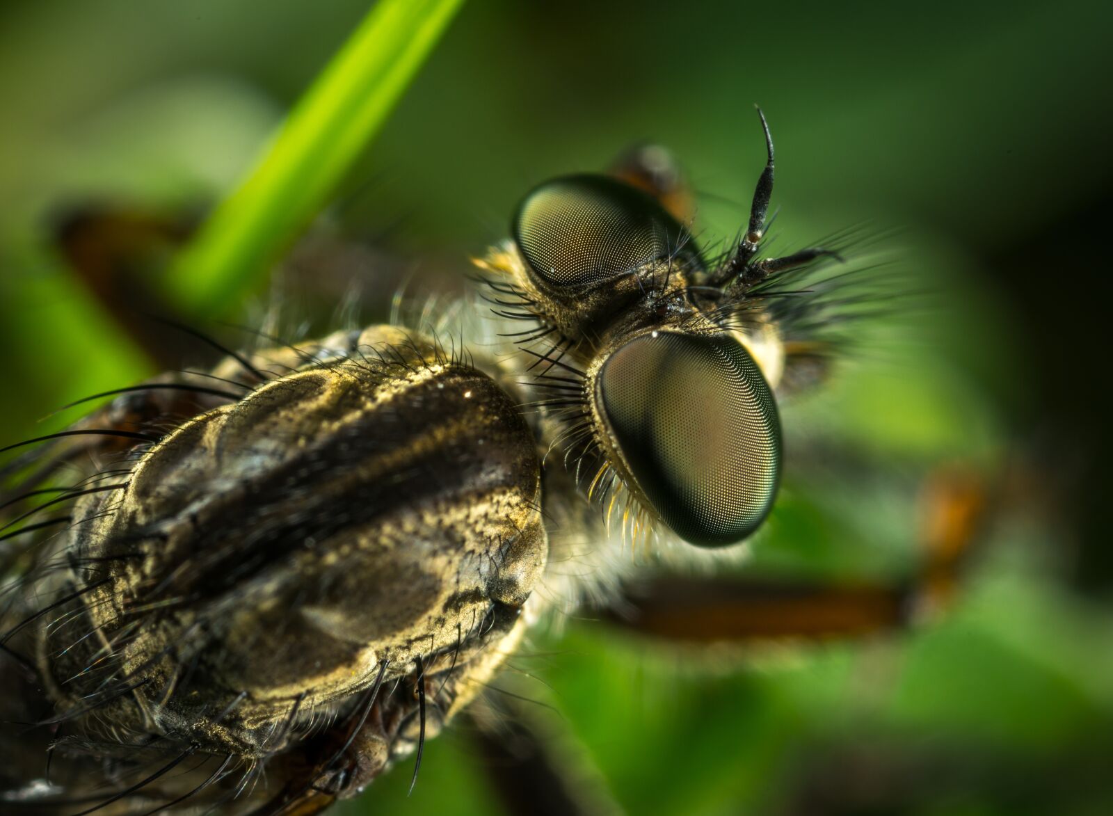 #124 65/2.8 sample photo. Insect, compound eyes, hairy photography