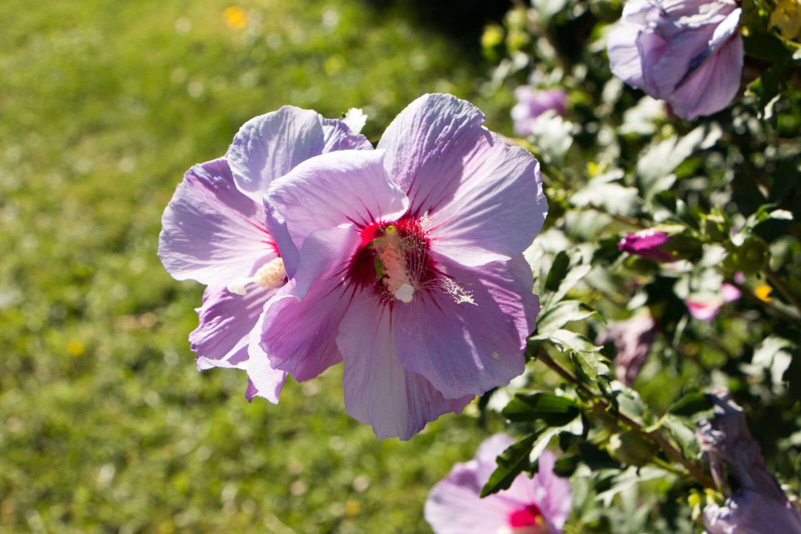 Canon EOS 70D sample photo. Flowers, nature, summer flowers photography