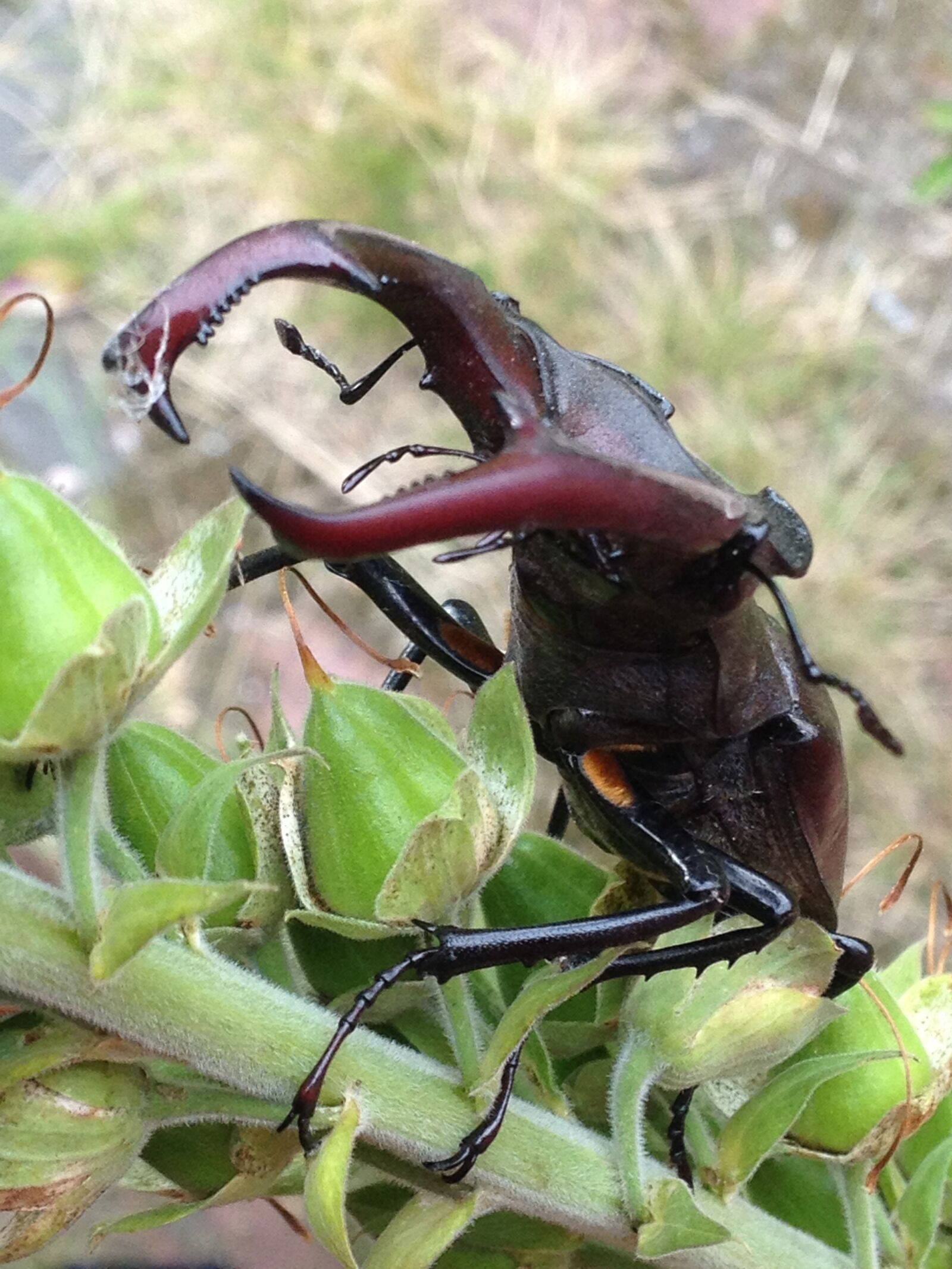 Apple iPhone 4S sample photo. Stag beetle, beetle, insect photography