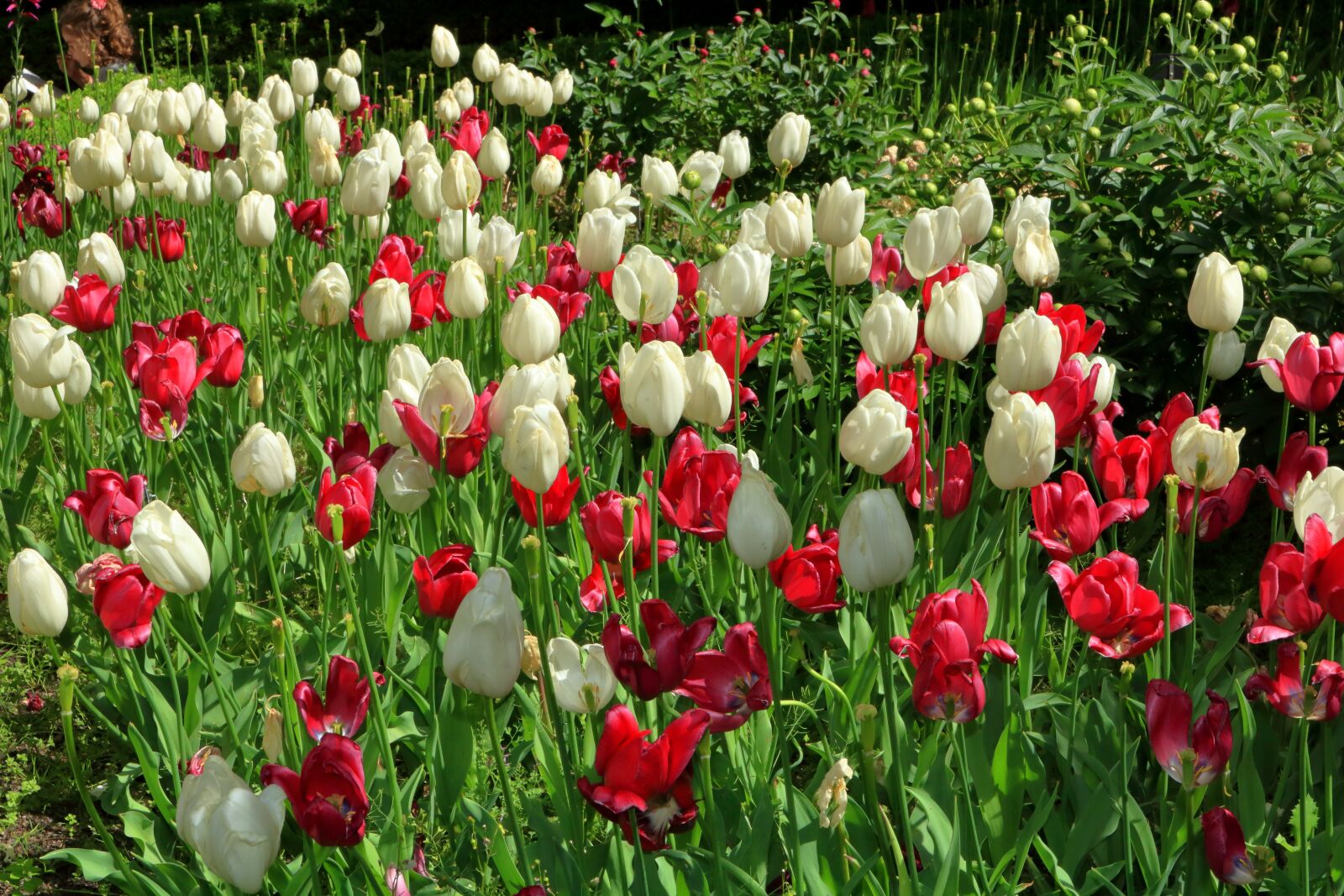 Canon EOS 750D (EOS Rebel T6i / EOS Kiss X8i) sample photo. Flowers, park, spring photography