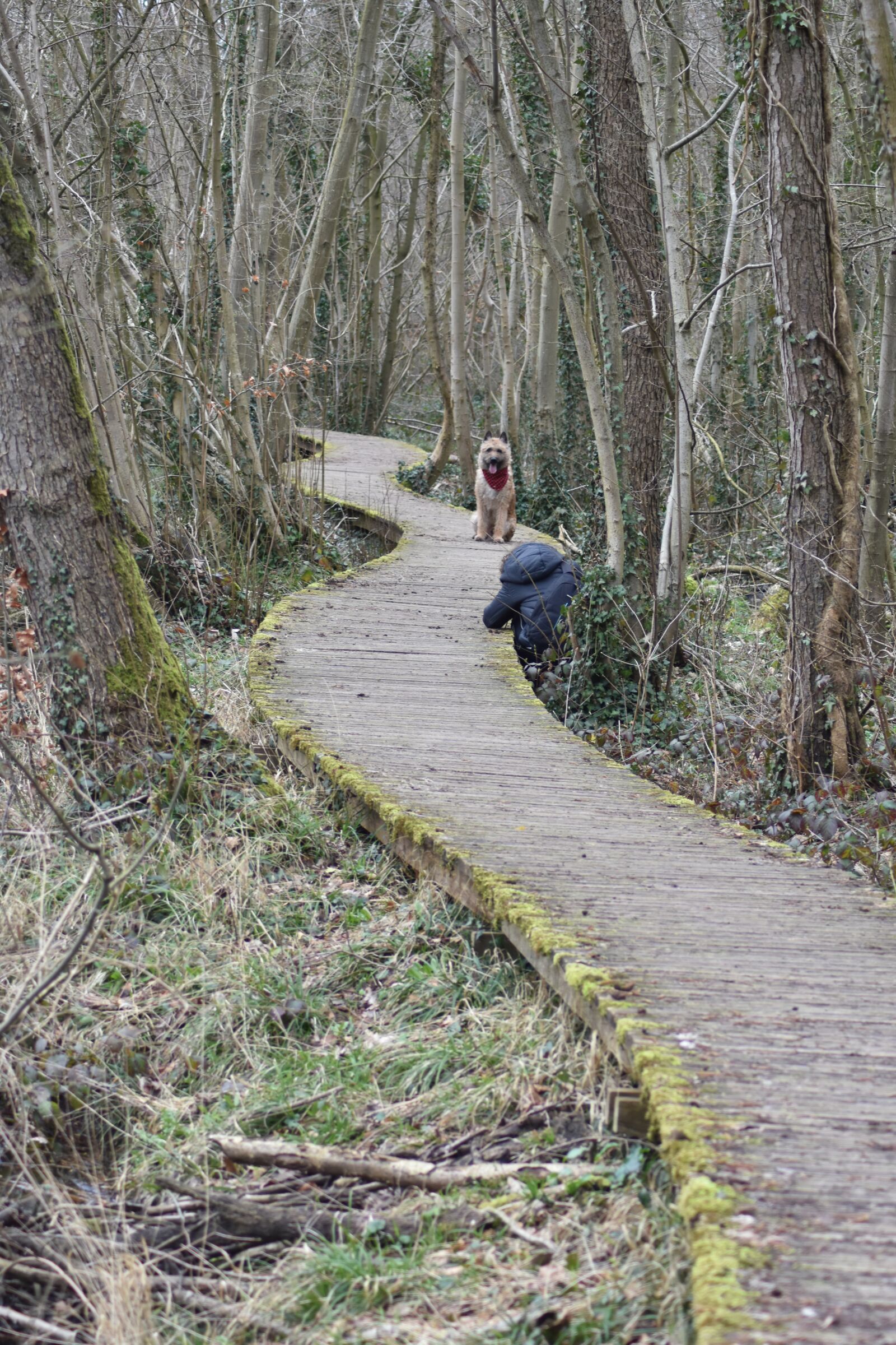 Nikon D7200 sample photo. Path, forest, trees photography