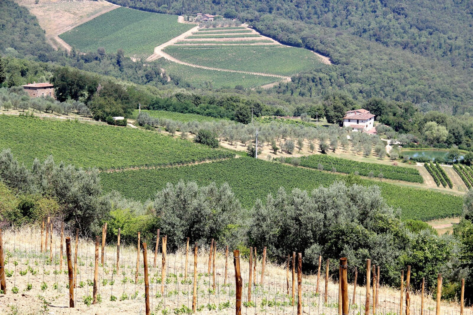 Canon EOS 550D (EOS Rebel T2i / EOS Kiss X4) sample photo. Vine, olive tree, field photography