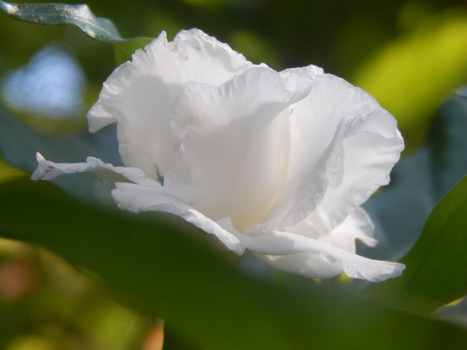 Nikon Coolpix L820 sample photo. Flower, white, gardenia photography