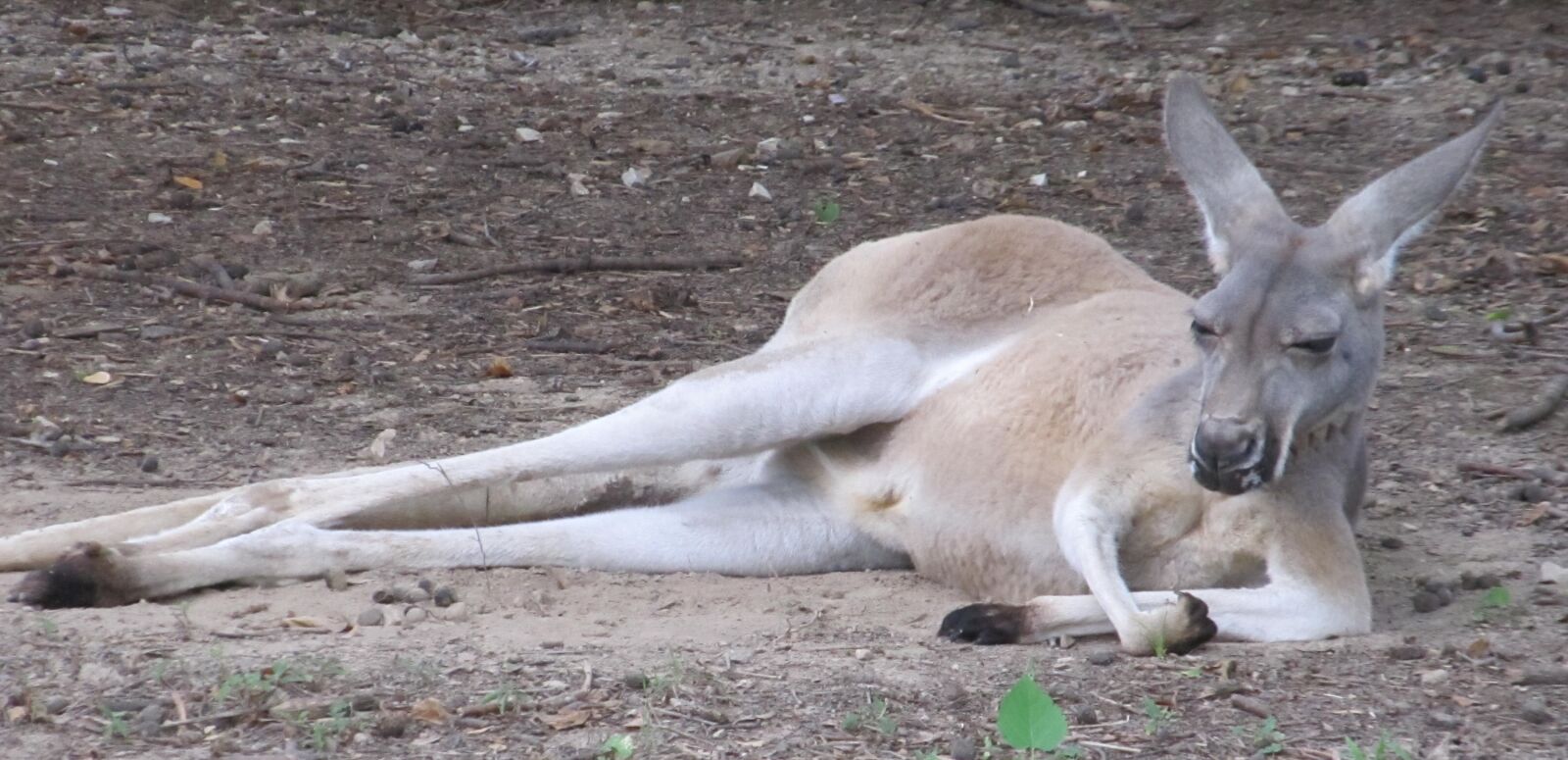 Canon PowerShot SX130 IS sample photo. Kangaroo, marsupial, resting photography