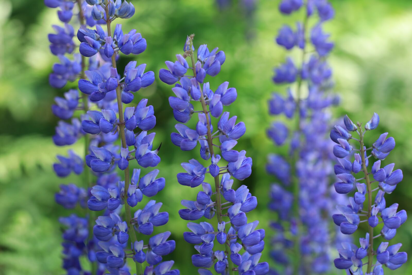 Canon EF 100mm F2.8L Macro IS USM sample photo. Flowers, lupins, lupine photography