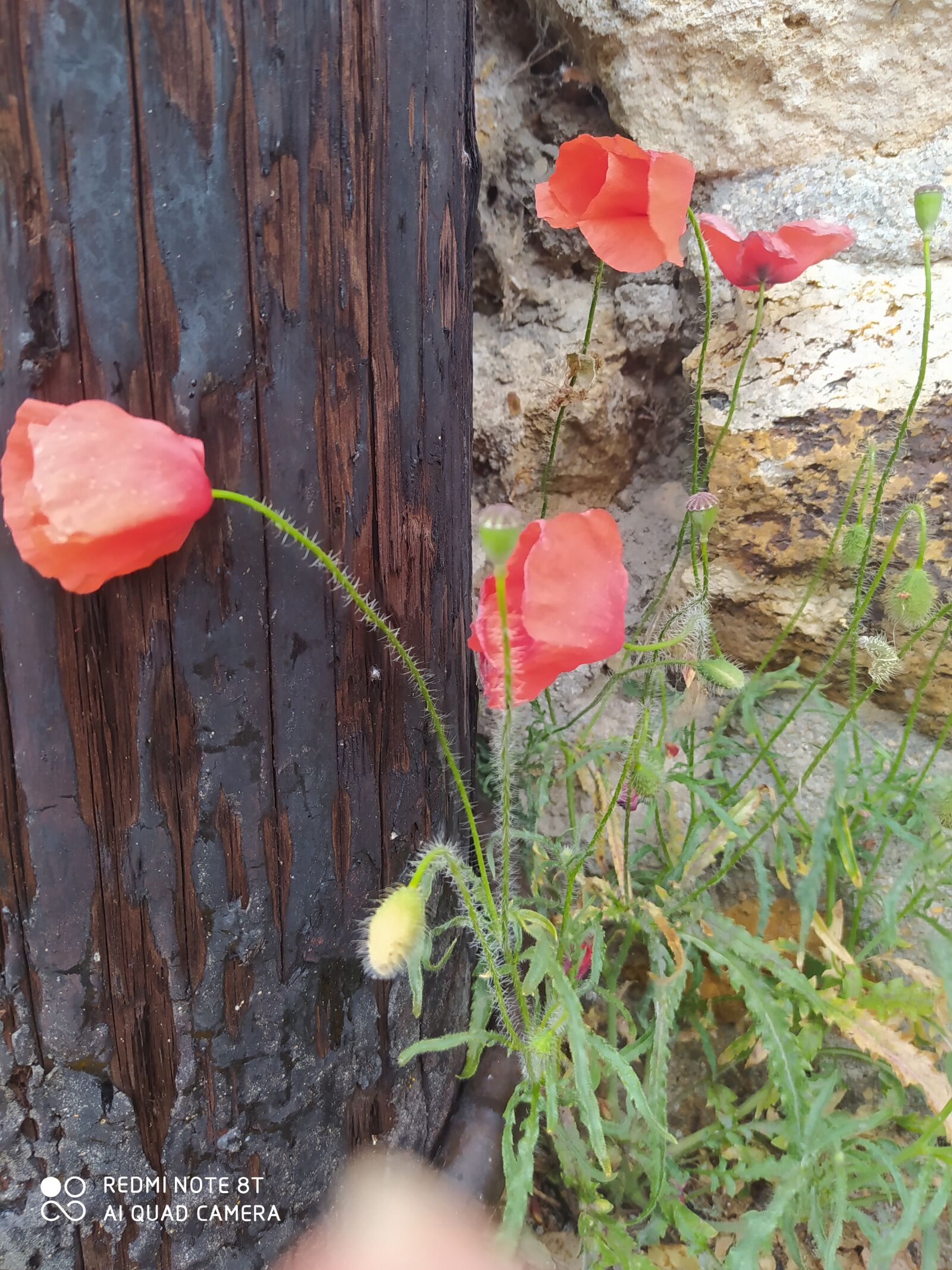 Xiaomi Redmi Note 8T sample photo. Coquelicot, flowers, town photography